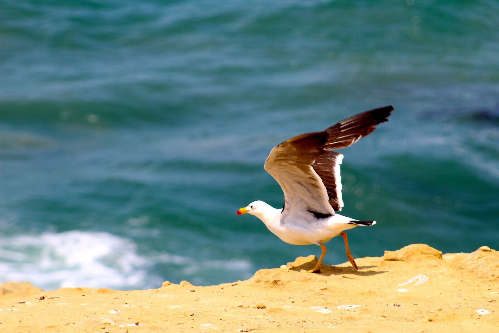 Canon EOS 1300D (EOS Rebel T6 / EOS Kiss X80) sample photo. Seagull, costa, sea photography