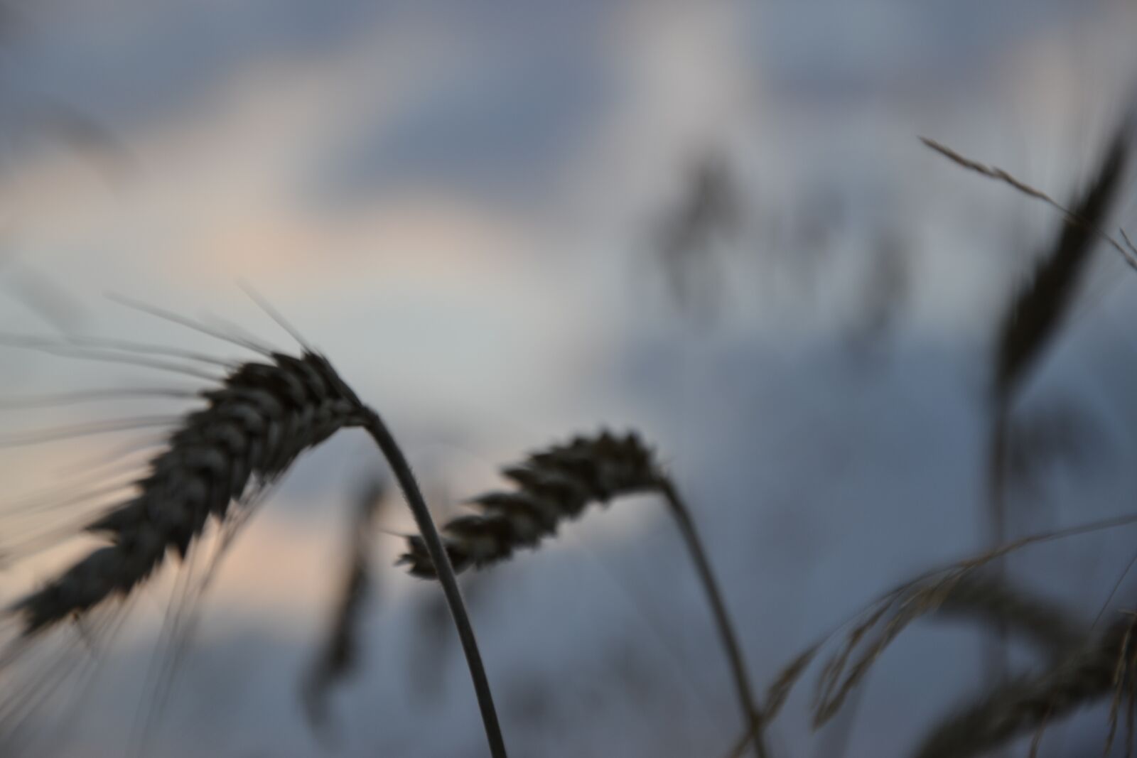 Nikon D3100 sample photo. Corn, wheat, plant photography