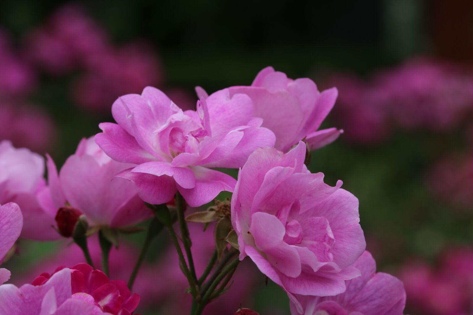 Canon EOS 750D (EOS Rebel T6i / EOS Kiss X8i) sample photo. Rose, rose festival, seoul photography