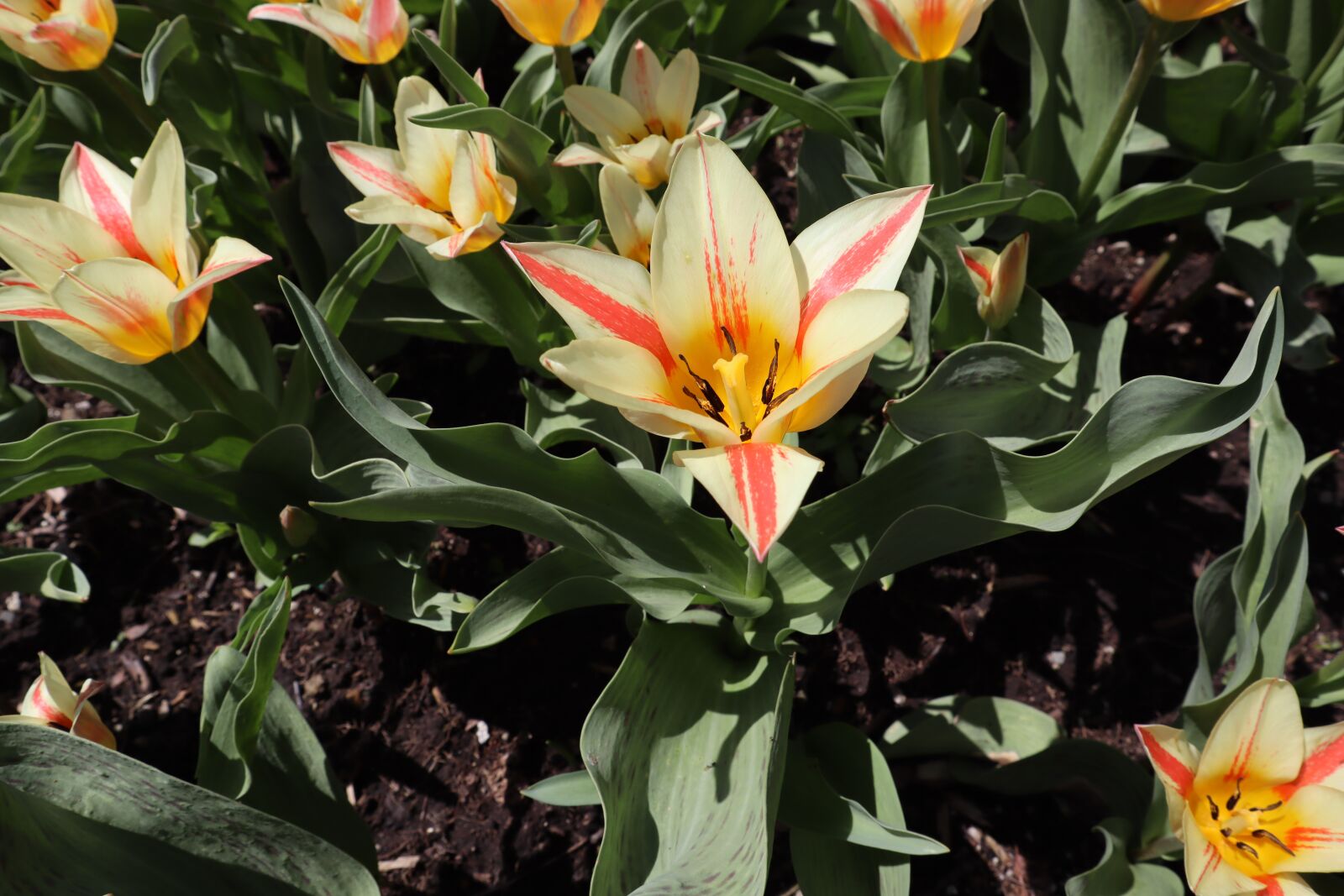 Canon EF-M 15-45mm F3.5-6.3 IS STM sample photo. Plants, flower, nature photography
