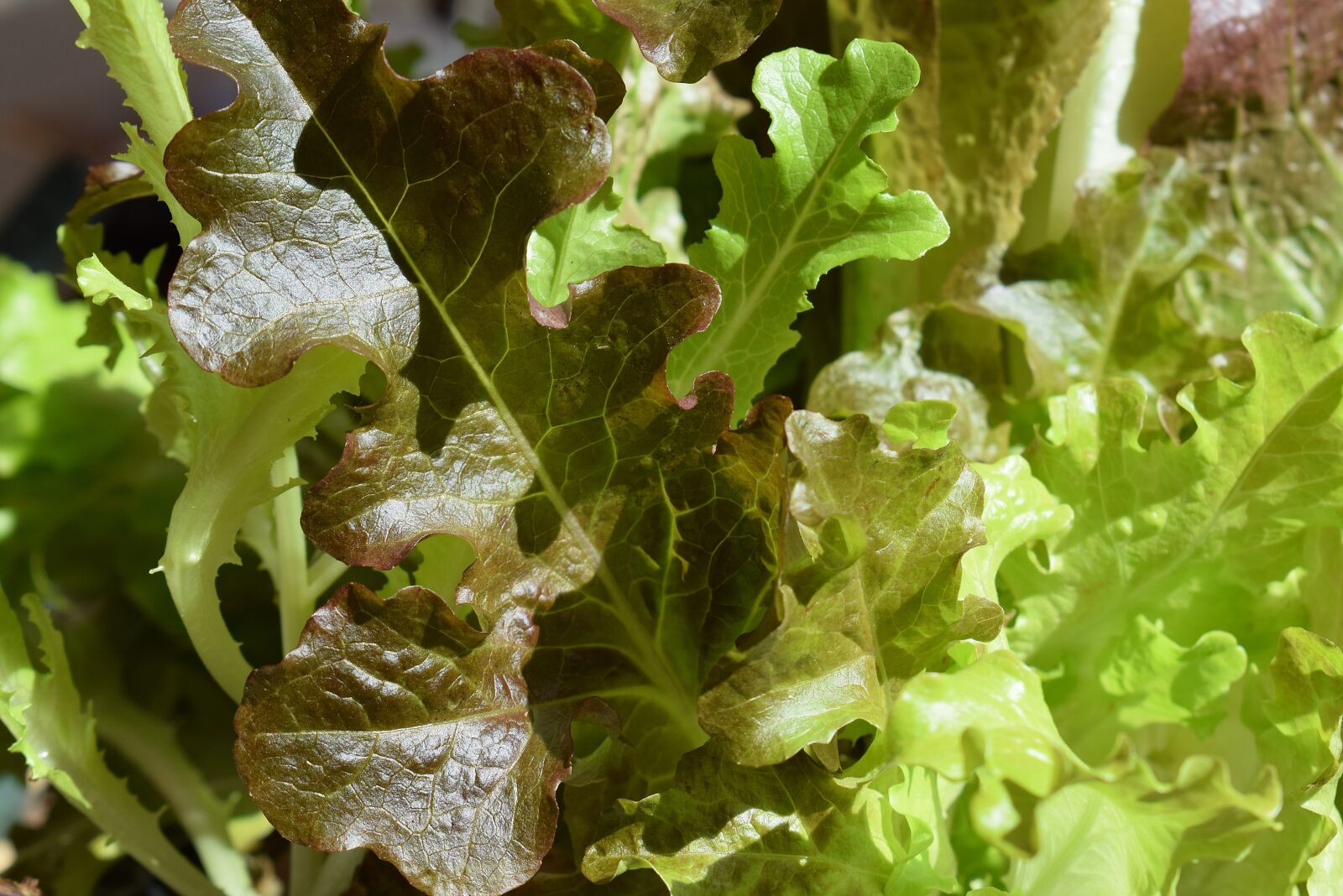 Nikon D3300 sample photo. Lettuce, vegetable, garden photography