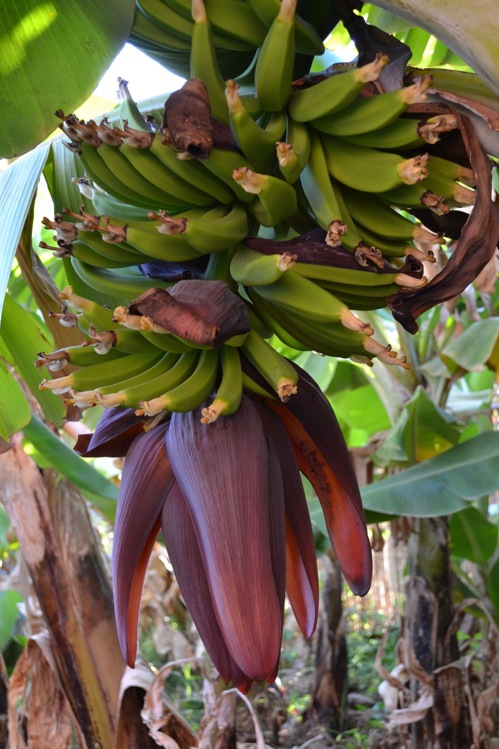 Nikon D3100 sample photo. Banana, flower, fruit photography