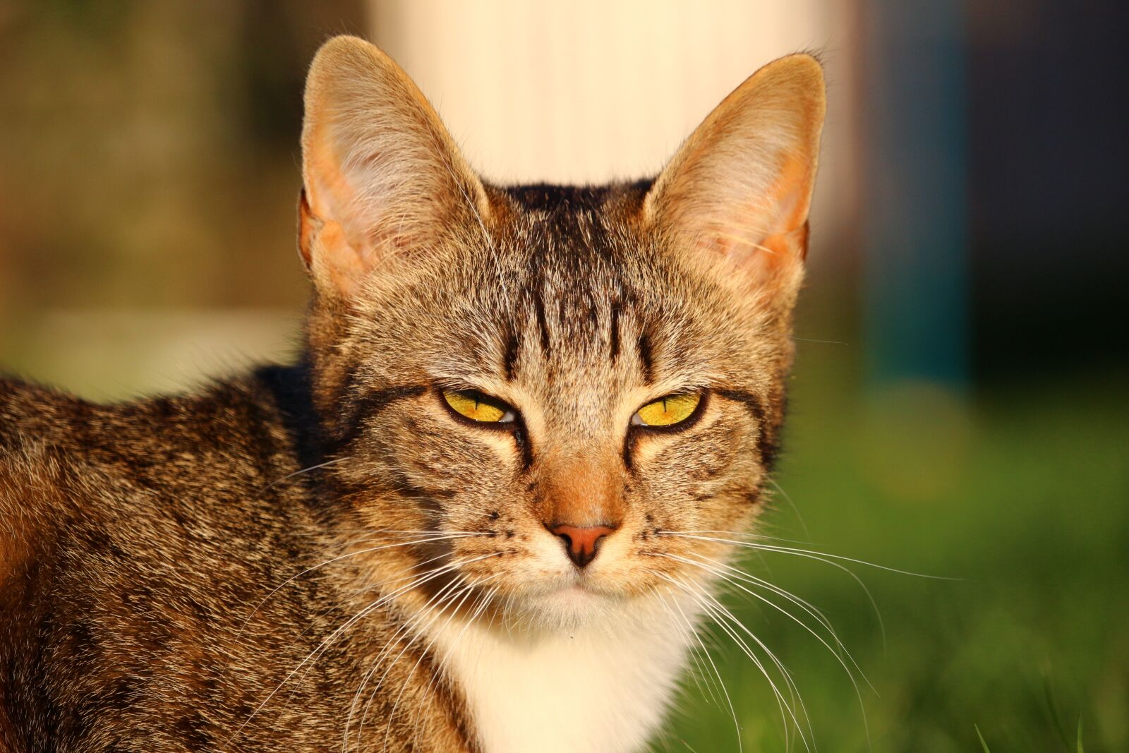 Canon EOS 100D (EOS Rebel SL1 / EOS Kiss X7) sample photo. Cat, kitten, mackerel photography