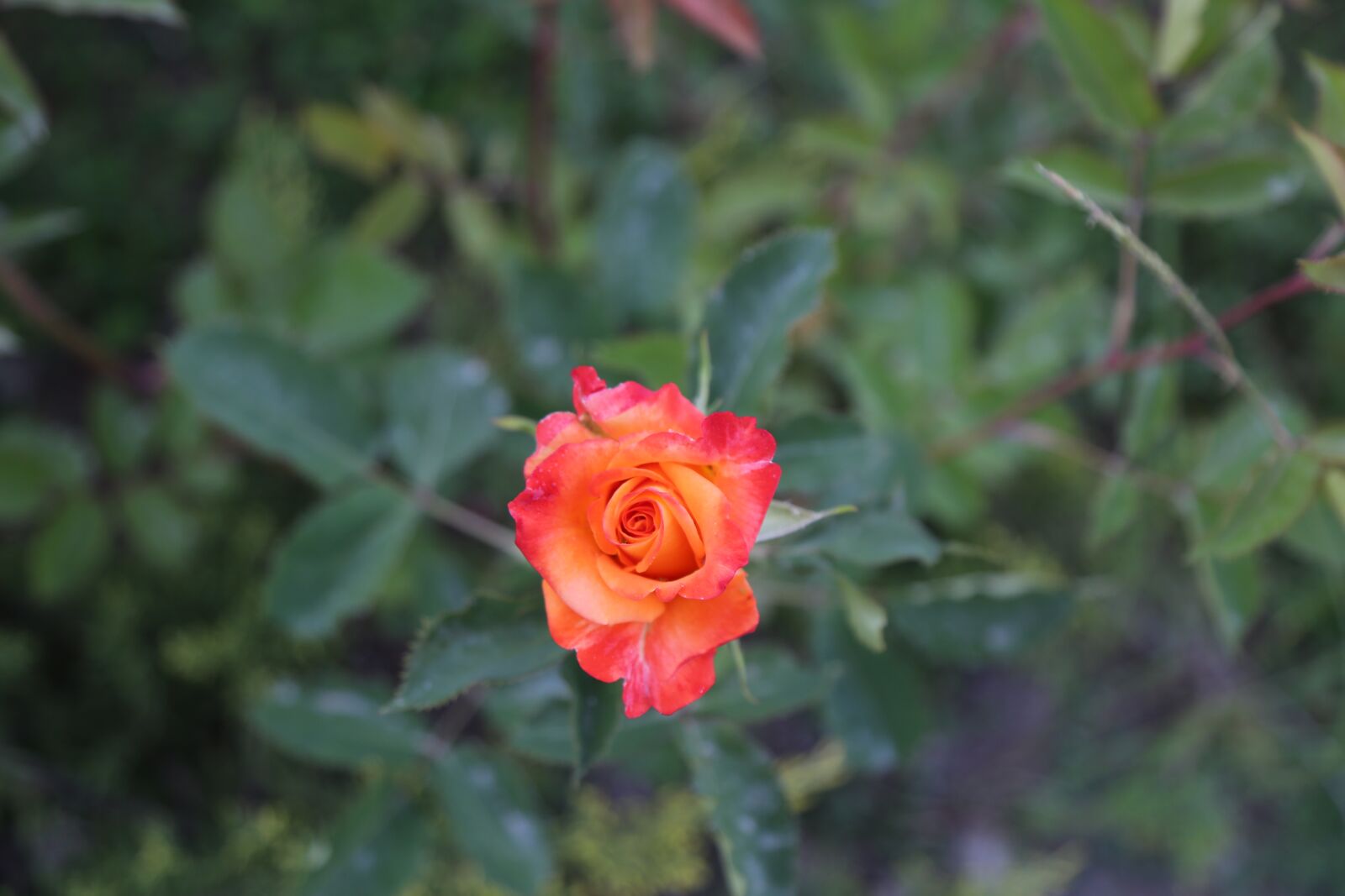 Canon EF 24-105mm F4L IS USM sample photo. Rose, orange roses, flower photography