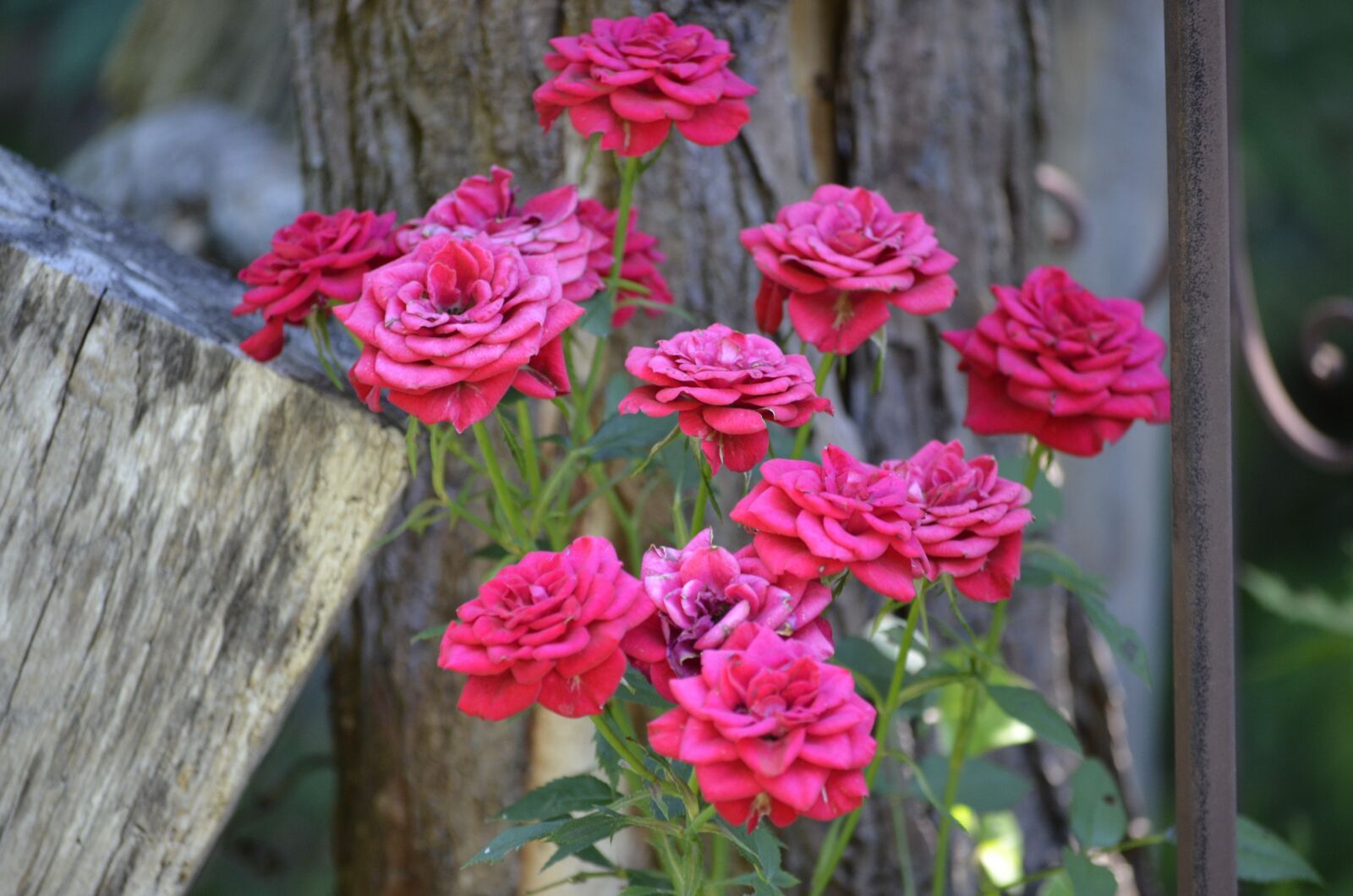 Nikon D5100 sample photo. Roses, wood, flower photography