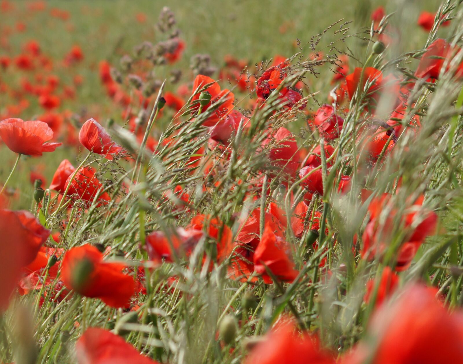 Sony SLT-A77 sample photo. Wind, poppy, nature photography