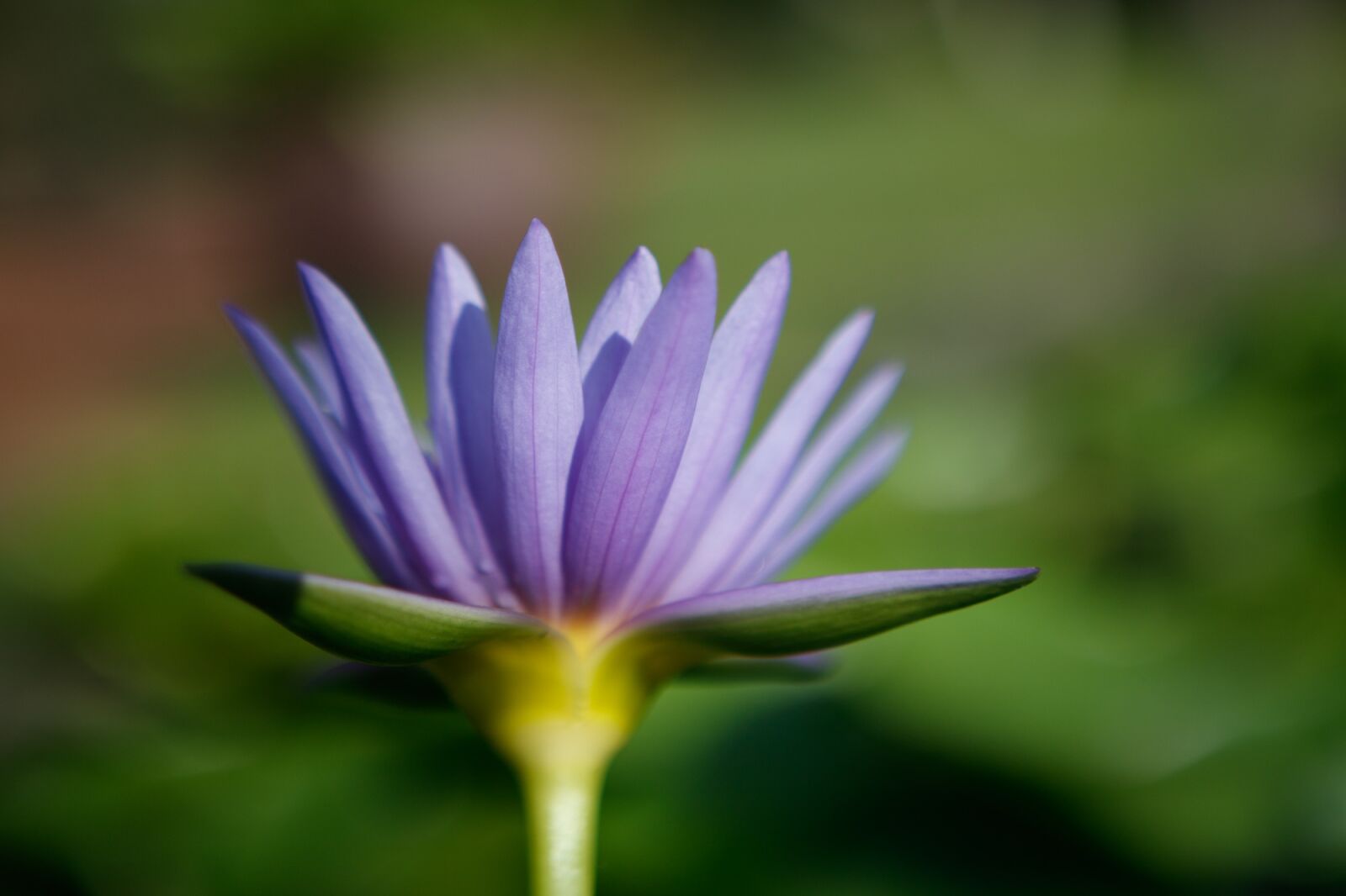 Canon EOS 750D (EOS Rebel T6i / EOS Kiss X8i) sample photo. Flower, waterlily, purple photography