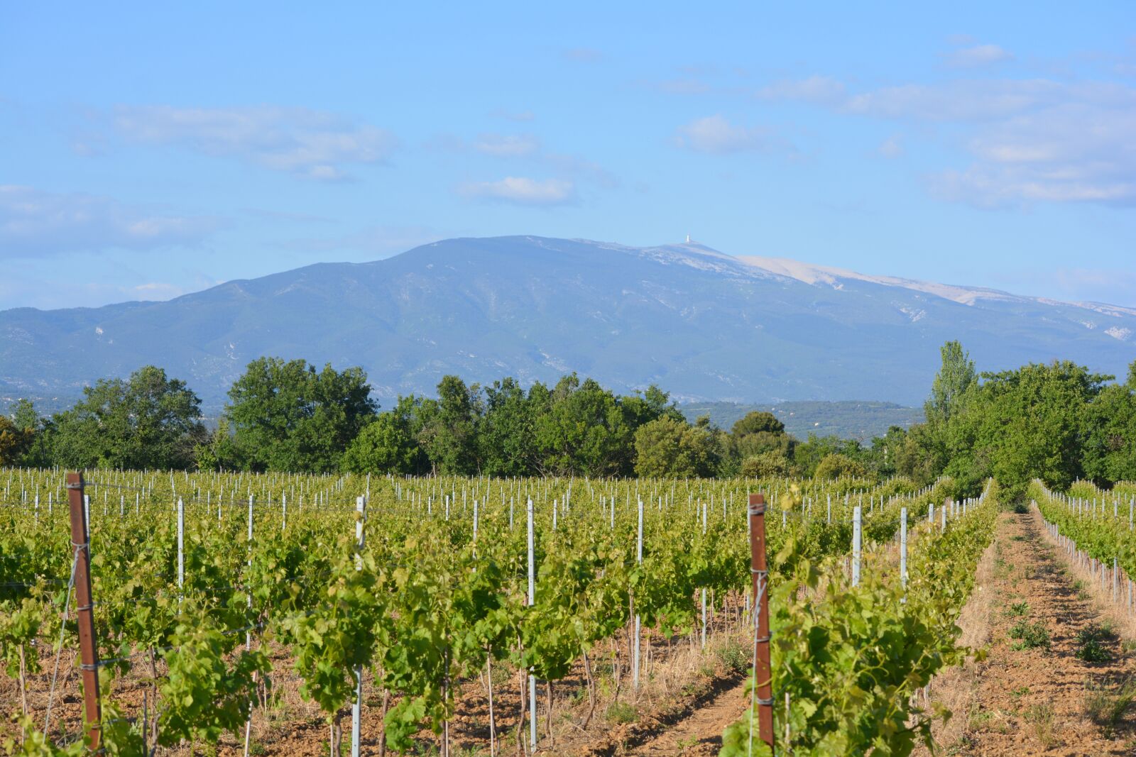 Nikon D5200 sample photo. Vineyard, landscape, view photography