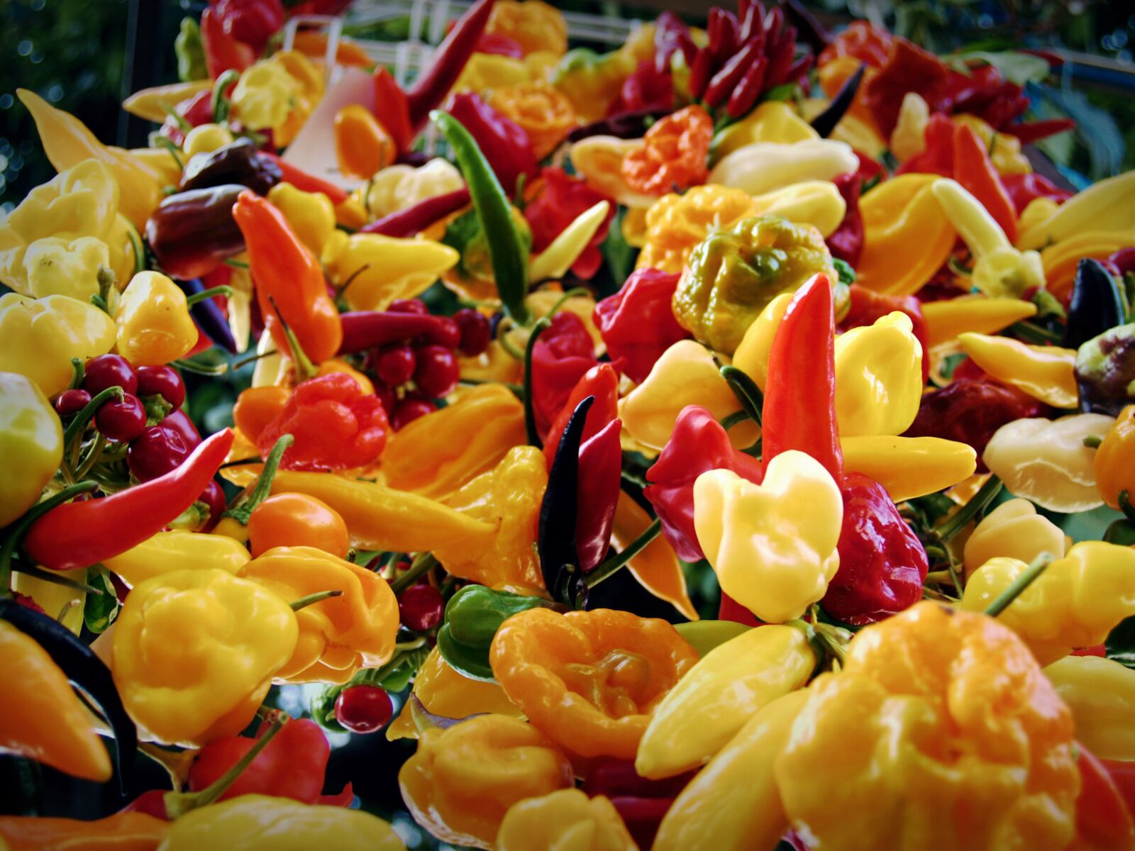 Olympus E-500 (EVOLT E-500) sample photo. Chilli, vegetable, chili photography