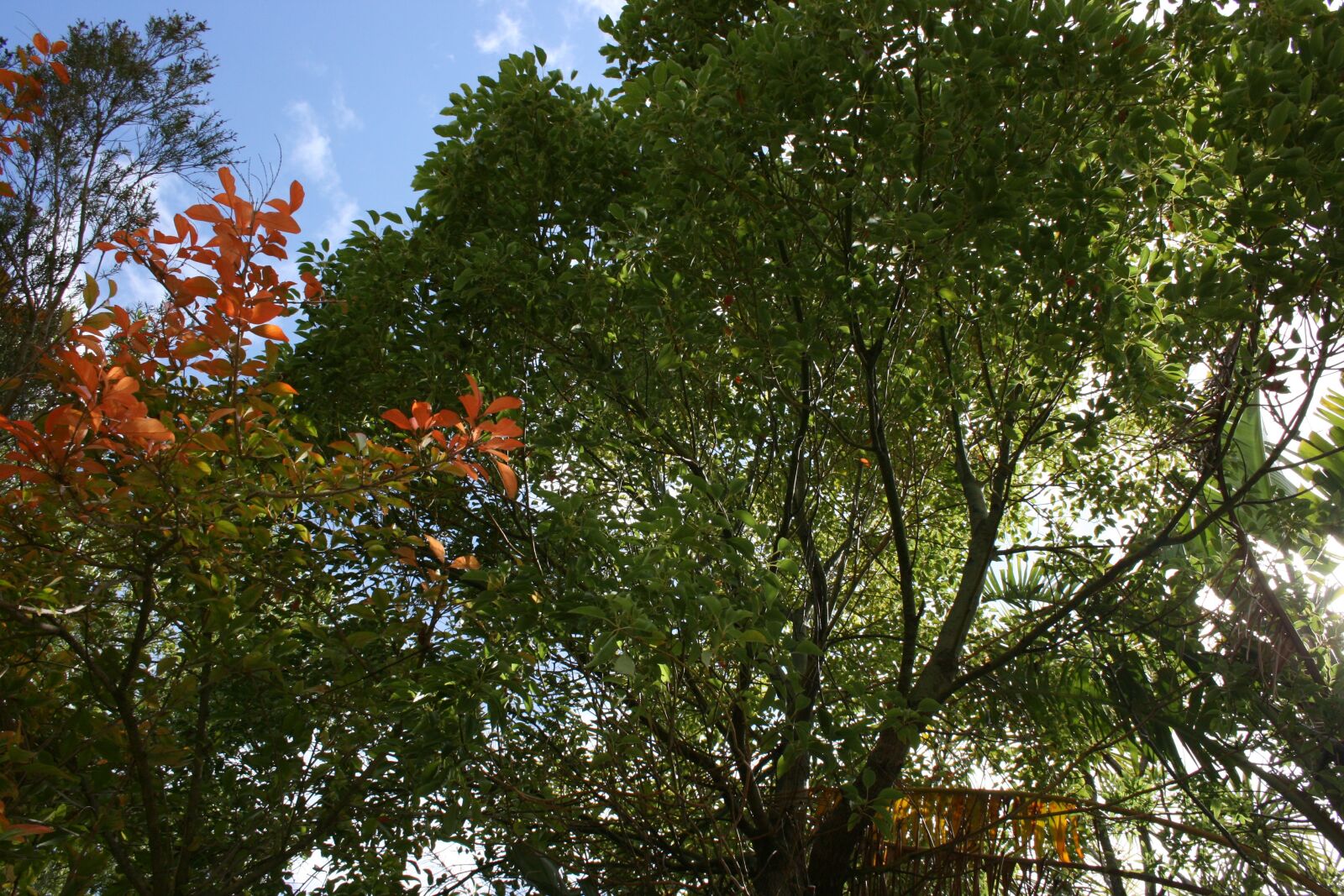 Canon EOS 400D (EOS Digital Rebel XTi / EOS Kiss Digital X) sample photo. Tree, scene, sky photography
