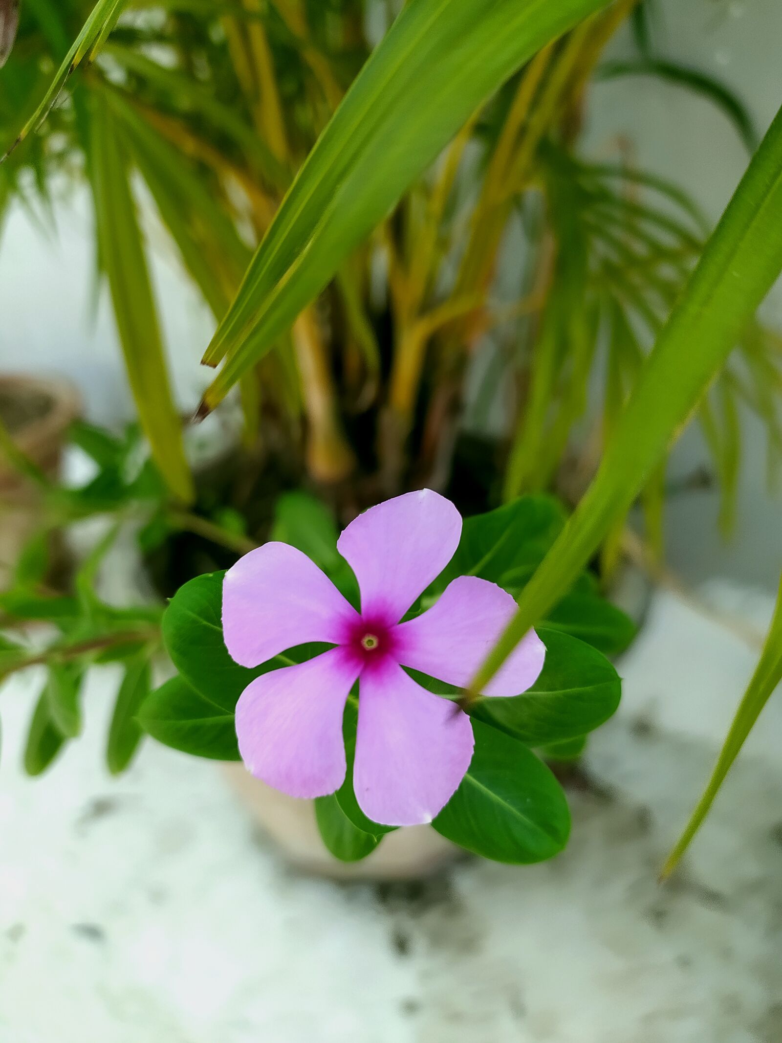 Xiaomi Redmi Note 8 sample photo. Green, flowers, nature photography