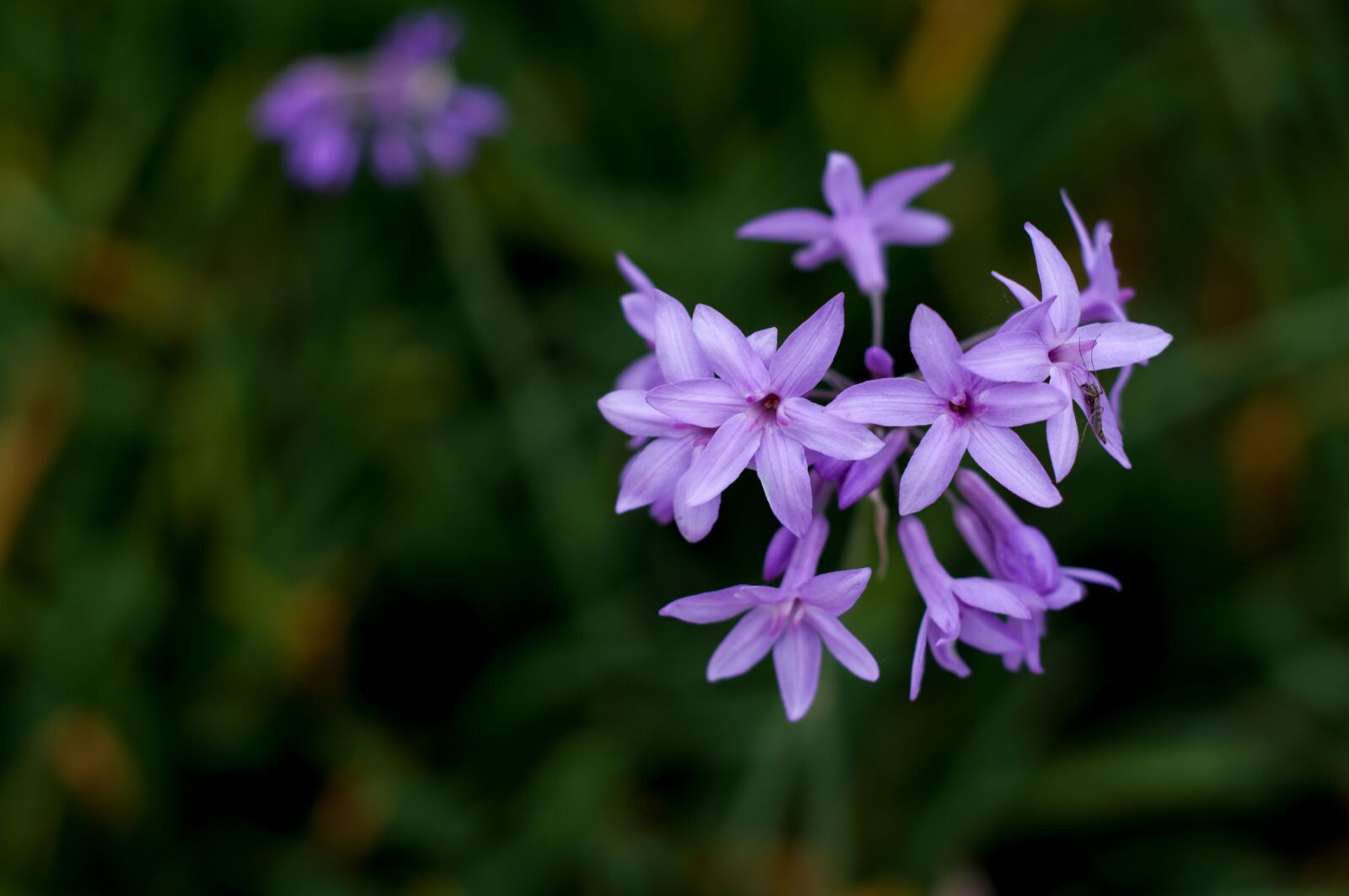 Nikon D90 sample photo. Hyacinth, spring, purple flowers photography