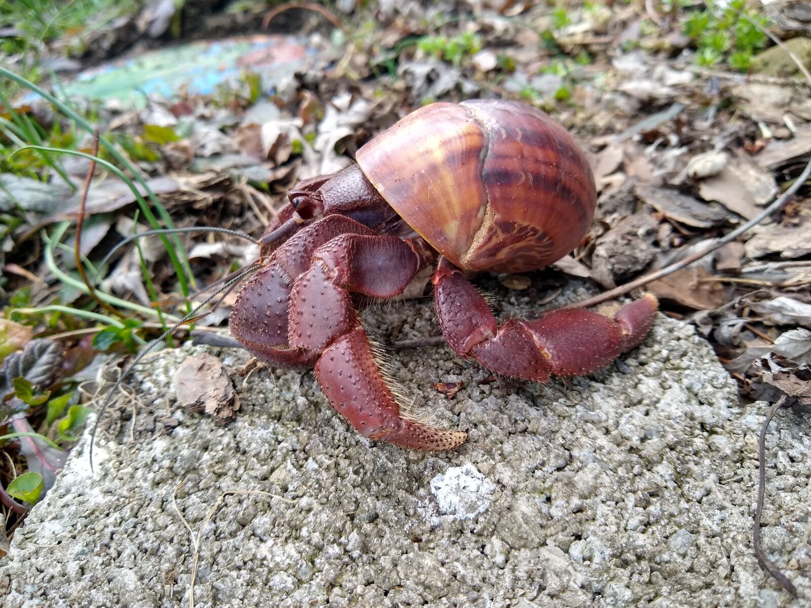 Motorola moto g(8) plus sample photo. Hermit crab, crab, animal photography