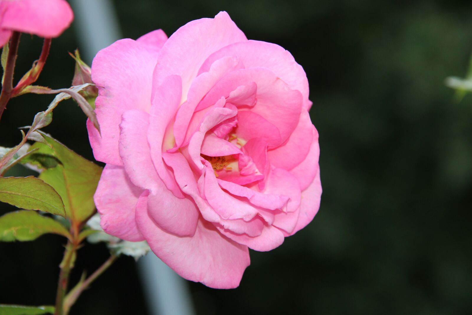 Canon EF-S 18-135mm F3.5-5.6 IS sample photo. Irina, roses, rose garden photography