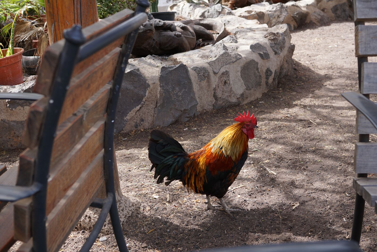 Sony a6000 + Sigma 30mm F2.8 EX DN sample photo. Outdoors, bird, nature photography
