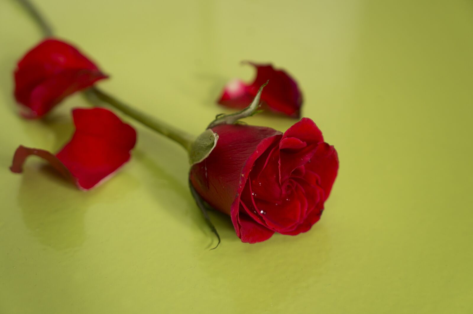 Sony Alpha NEX-F3 + Sony E 18-55mm F3.5-5.6 OSS sample photo. Red roses, love, natural photography