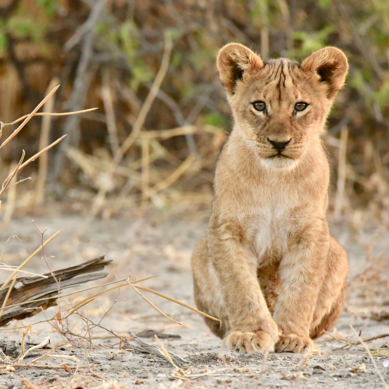 Nikon D750 sample photo. Lion, cub, simba photography