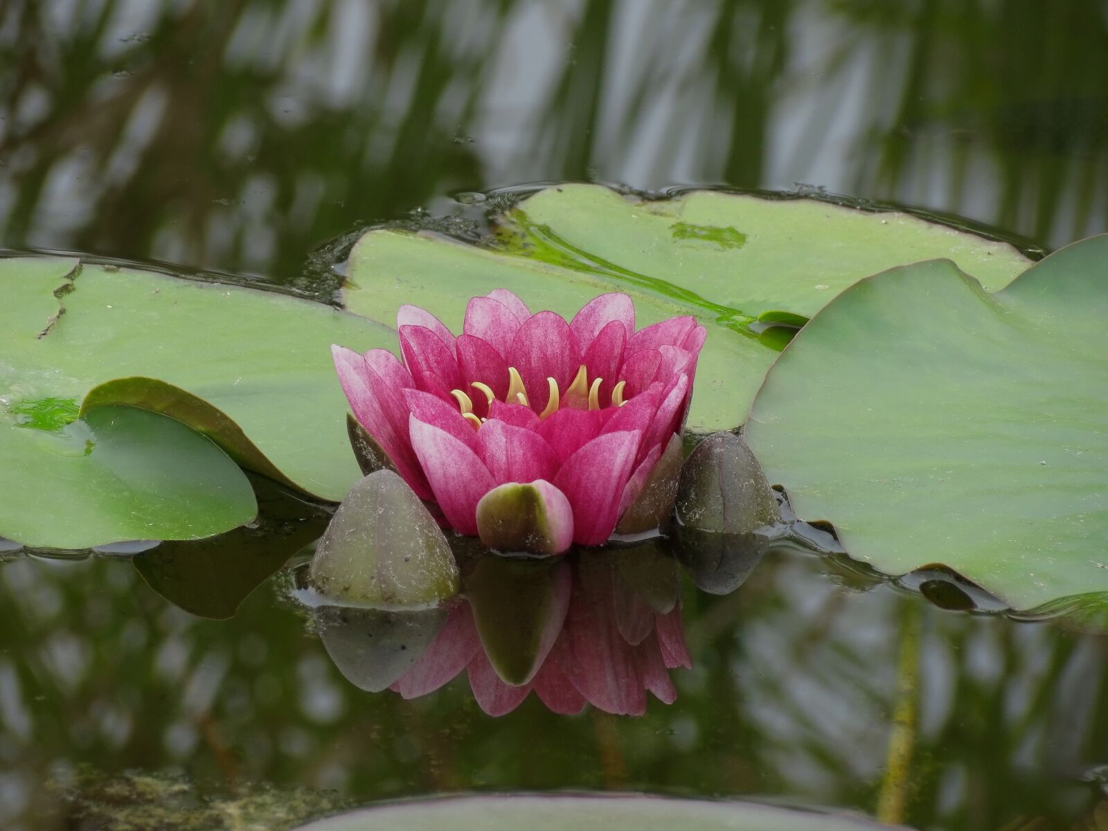Canon PowerShot SX40 HS sample photo. Waterlilies, chalice, water photography