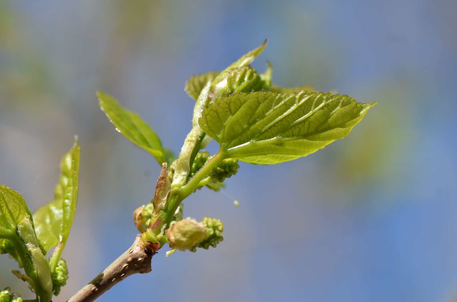 Nikon D7000 sample photo. Tree, spring, nature photography