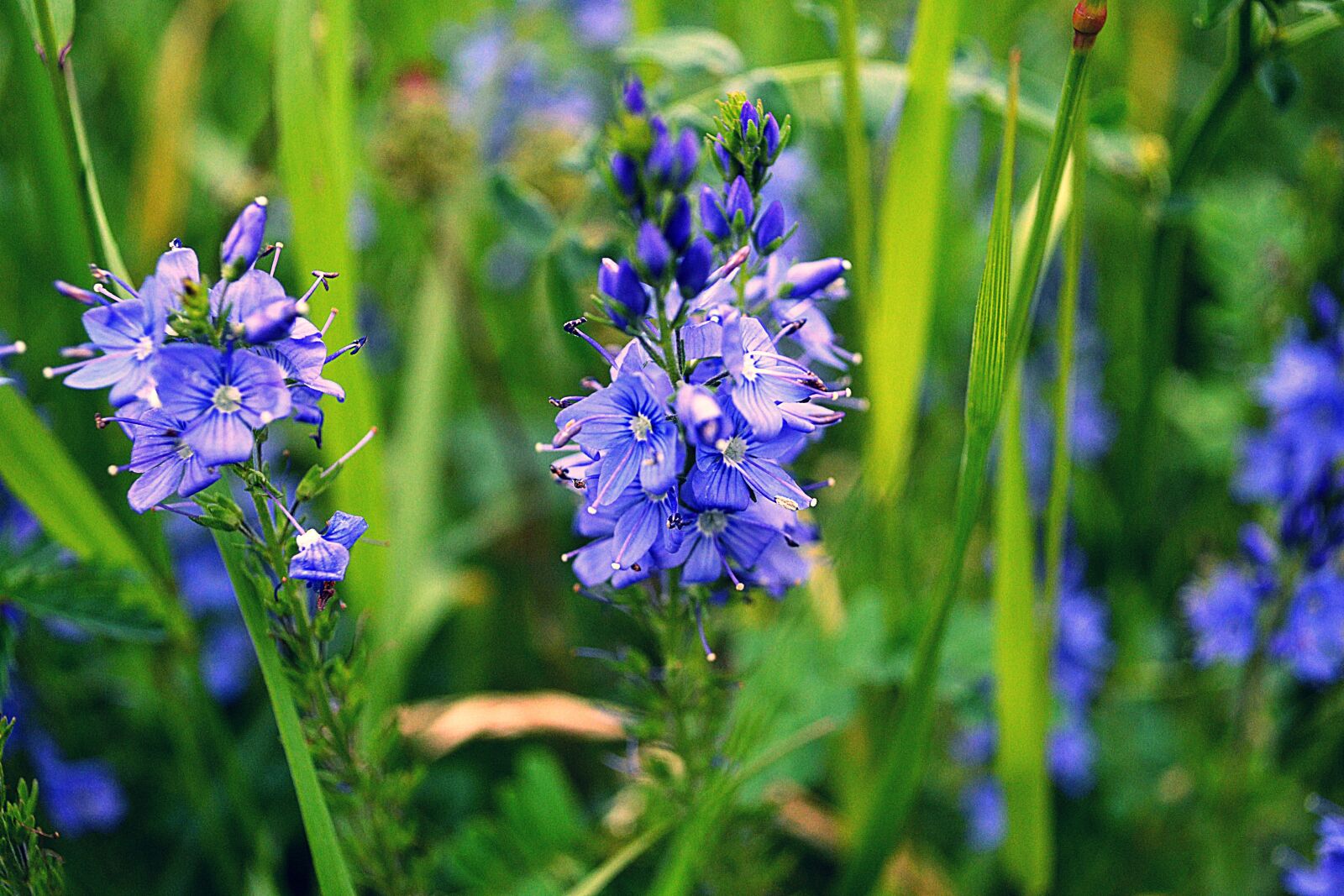 Nikon D3100 sample photo. Flowers, purple, nature photography