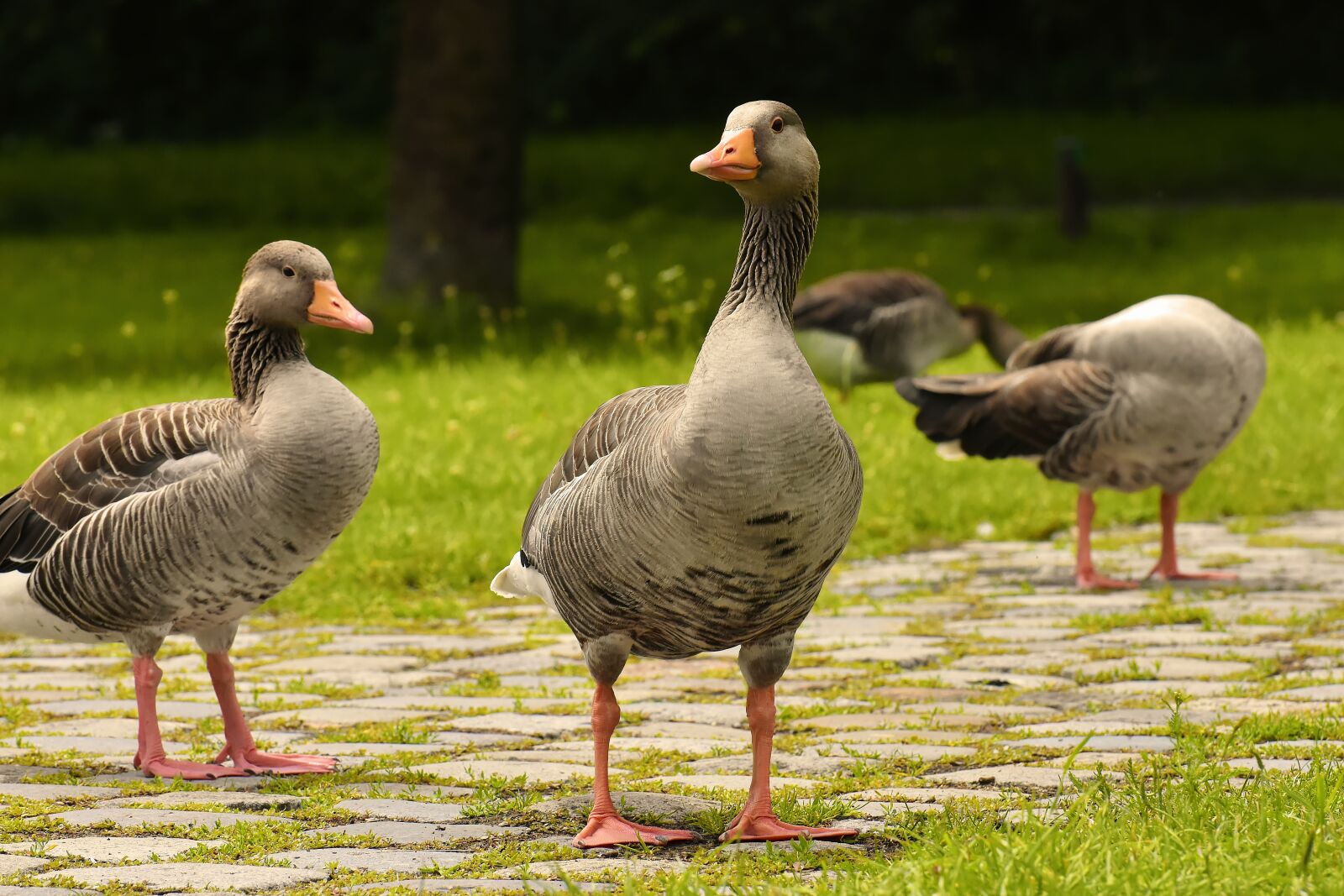 Nikon D7200 sample photo. Geese, wild geese, waterfowl photography