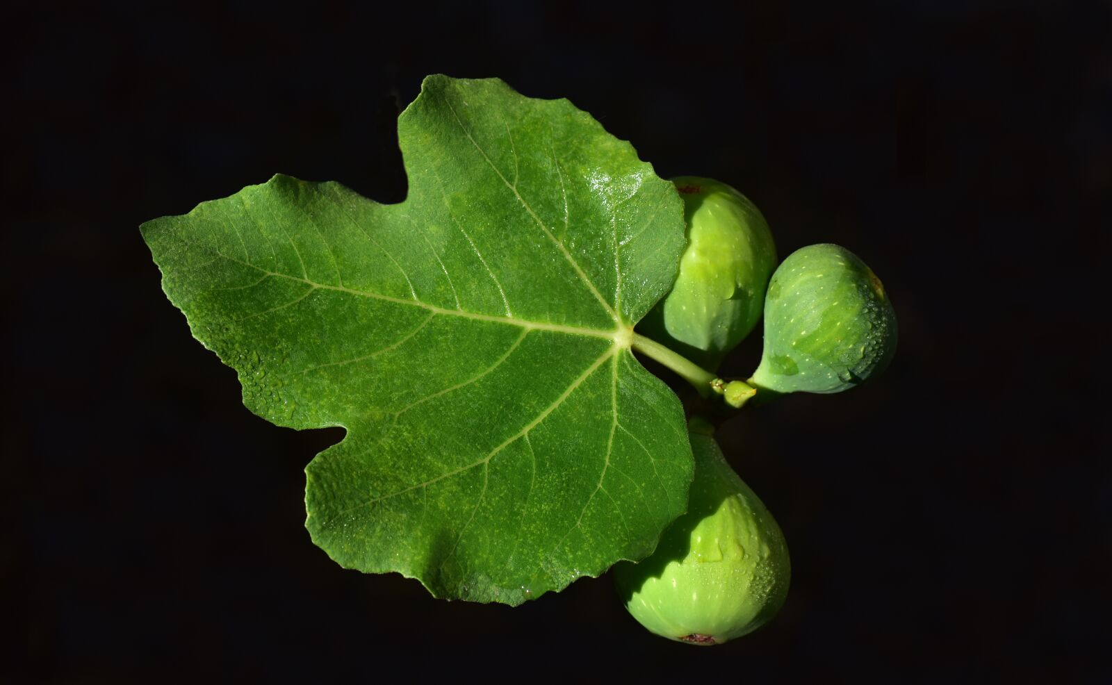 Nikon D750 sample photo. Figs, fig leaf, green photography
