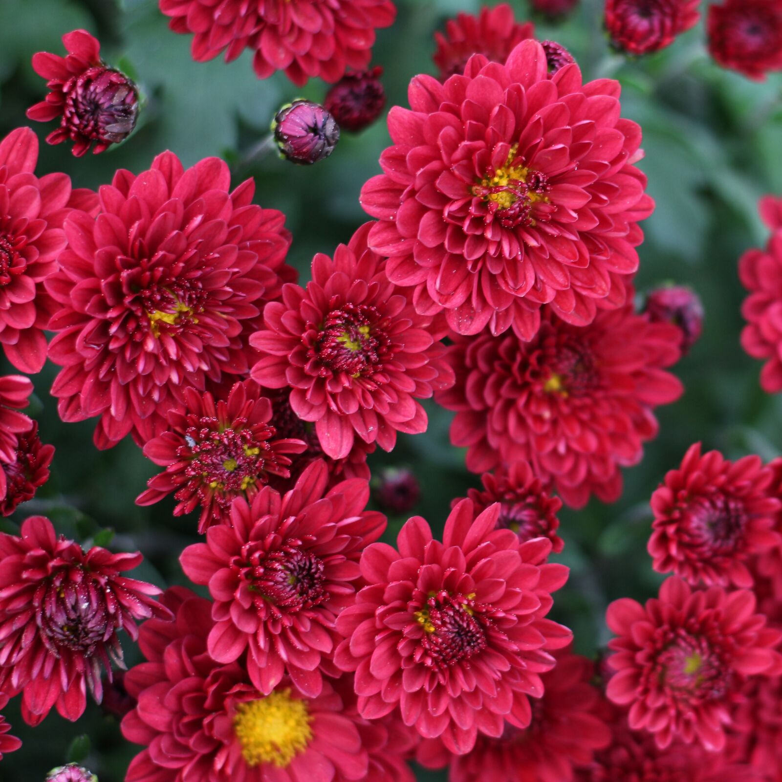 Canon EOS 700D (EOS Rebel T5i / EOS Kiss X7i) sample photo. Chrysanthemum, red flowers, red photography