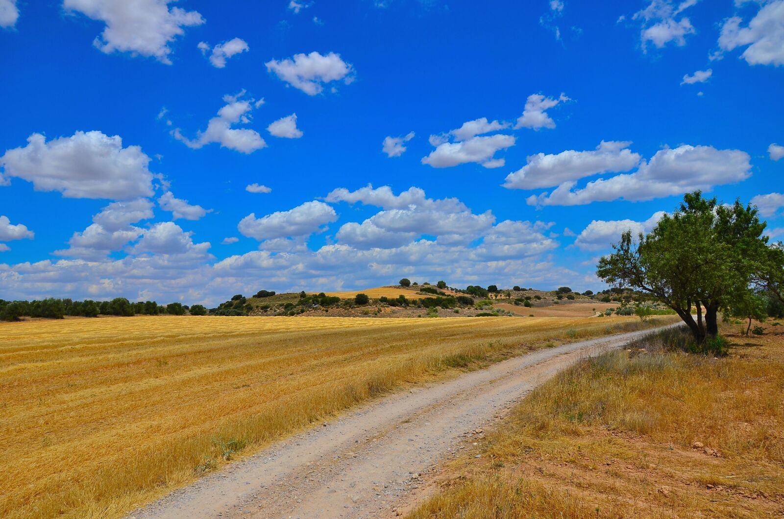 Nikon D7000 sample photo. Field, path, landscape photography