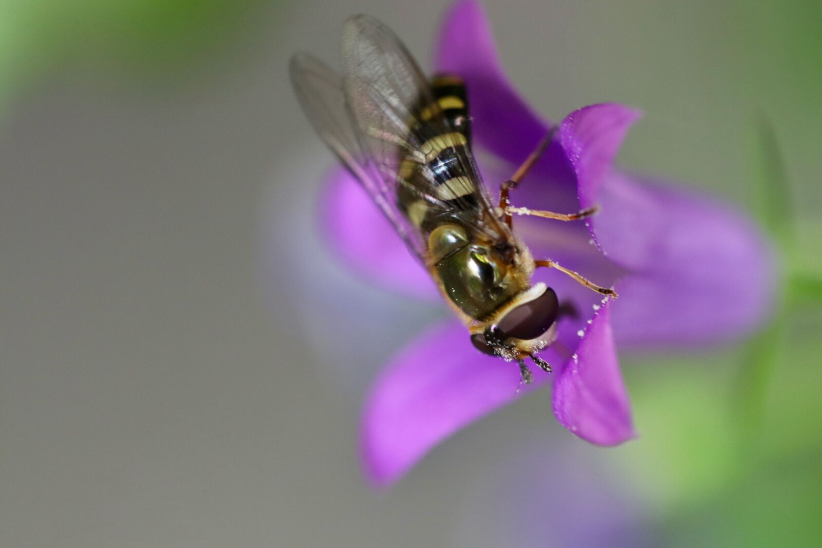 Canon EOS 800D (EOS Rebel T7i / EOS Kiss X9i) + Canon EF 100mm F2.8L Macro IS USM sample photo. Hoverfly, insect, bellflower photography