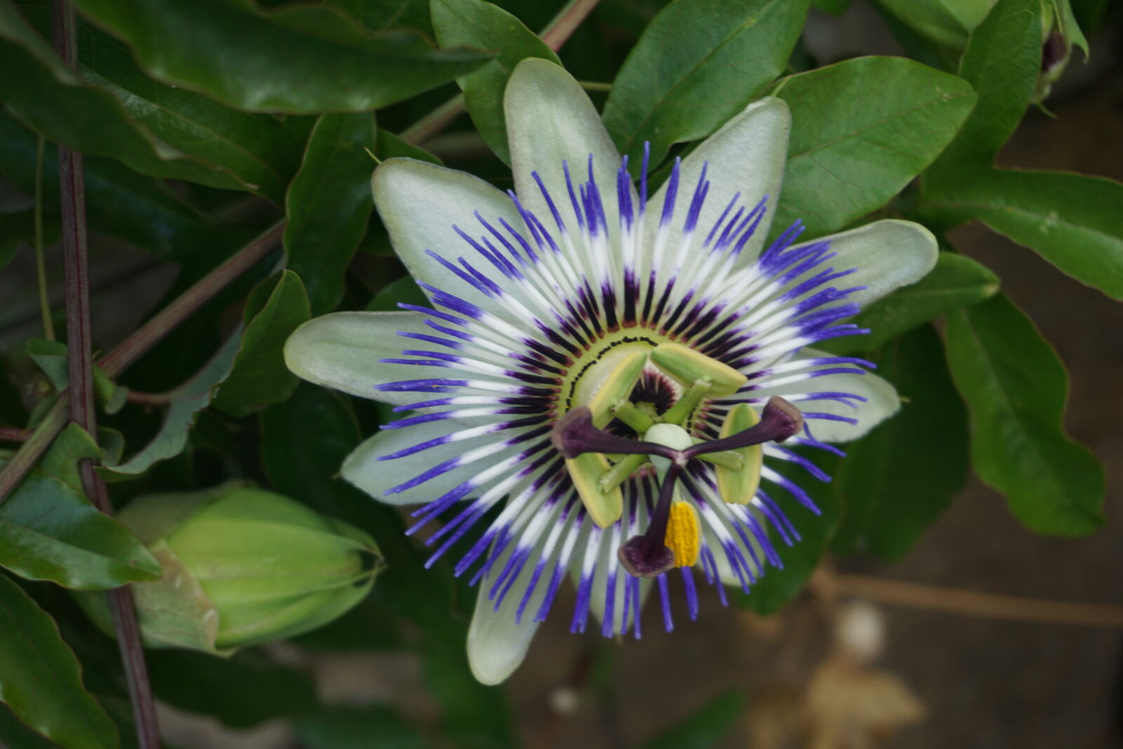 Sony a6000 sample photo. Botanique, fleur, passiflore, passiflore photography