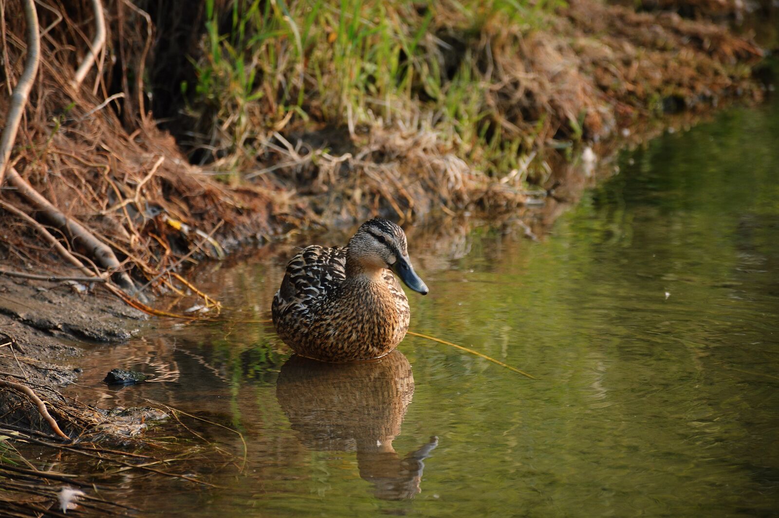 Nikon D3200 sample photo. Duck, nature, pond photography