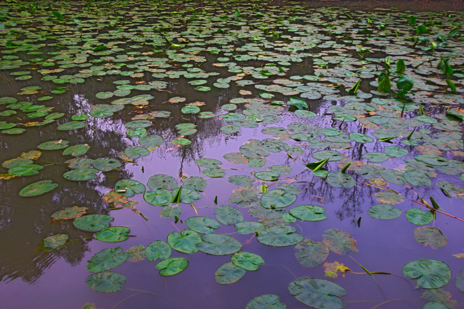 Nikon D3300 sample photo. Water lilies, springtime, outdoor photography