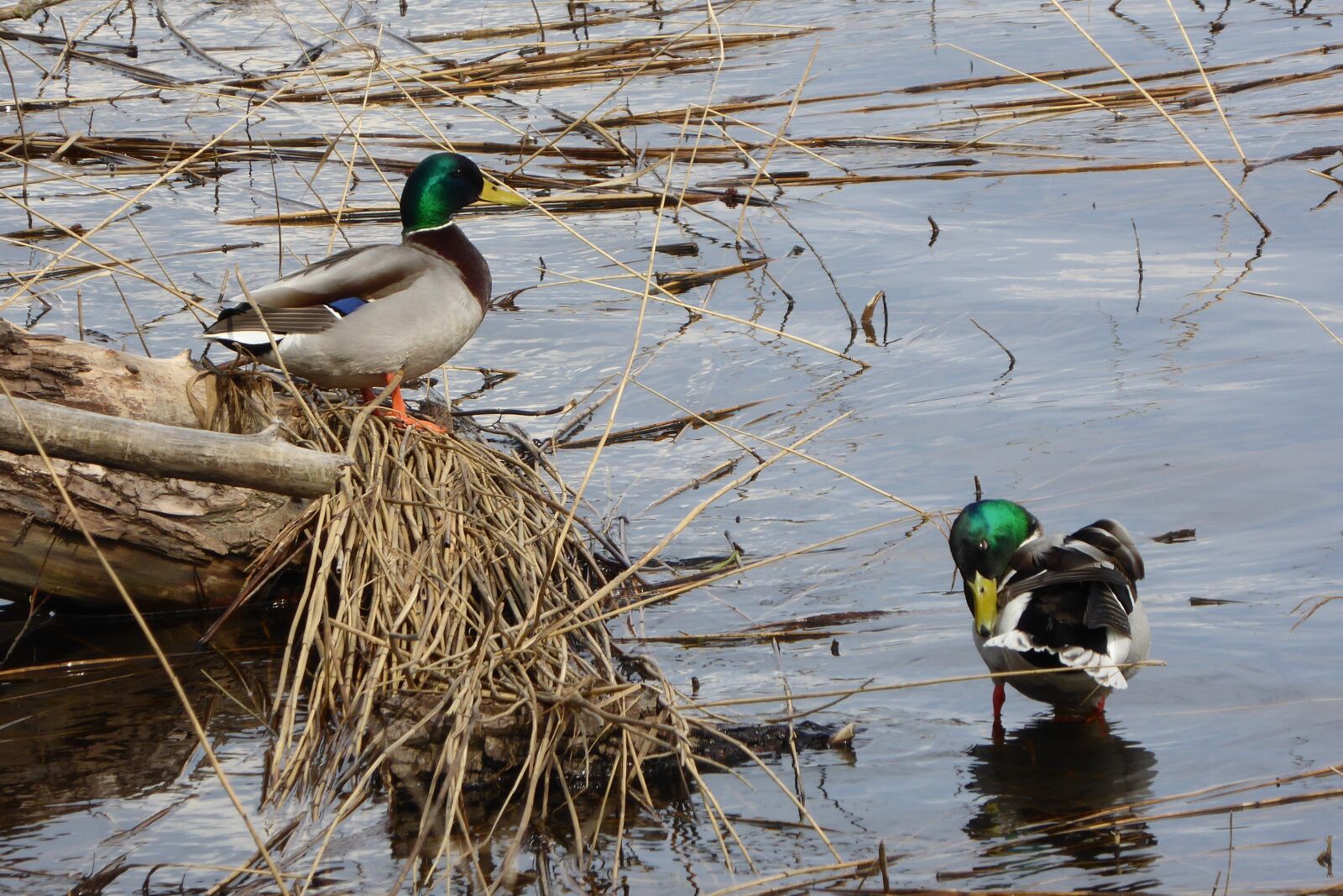 Panasonic Lumix DMC-ZS40 (Lumix DMC-TZ60) sample photo. Birds, duck, pen photography