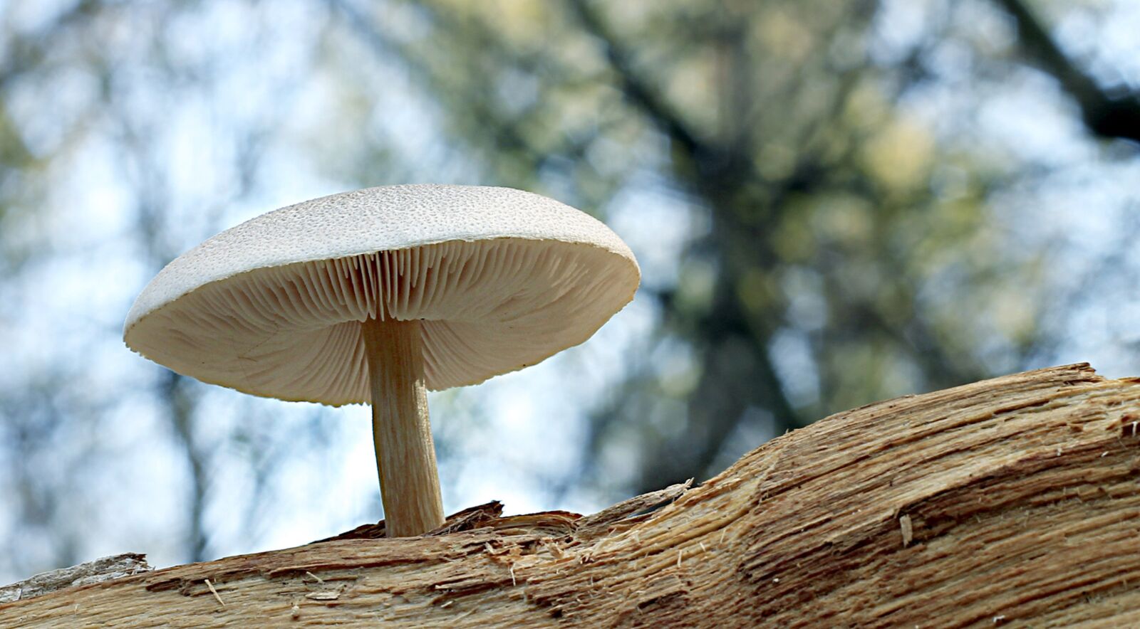 Canon EOS 600D (Rebel EOS T3i / EOS Kiss X5) + Canon EF 50mm F1.8 II sample photo. Ciuperca, mushroom, nature photography