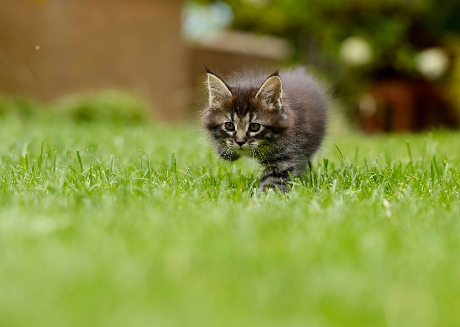 Fujifilm XF 90mm F2 R LM WR sample photo. Cat, grass, pounce photography