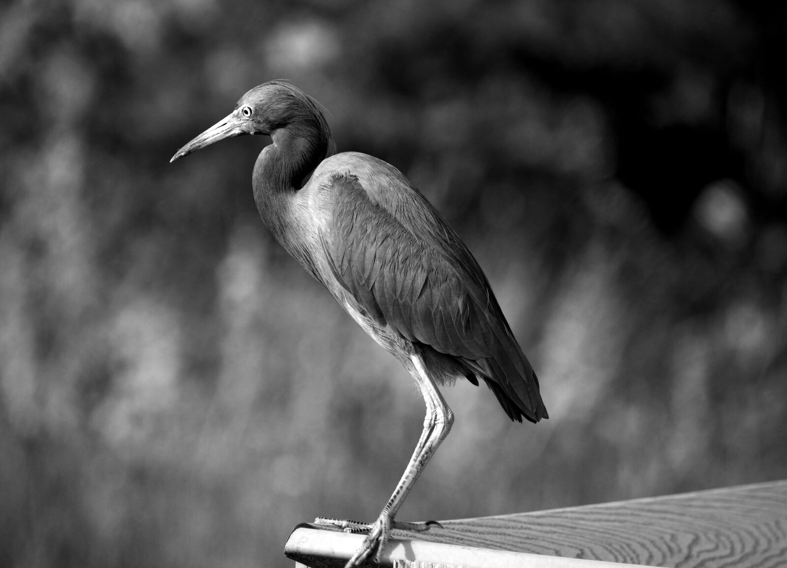 Nikon D3300 sample photo. Egret, bird, heron photography