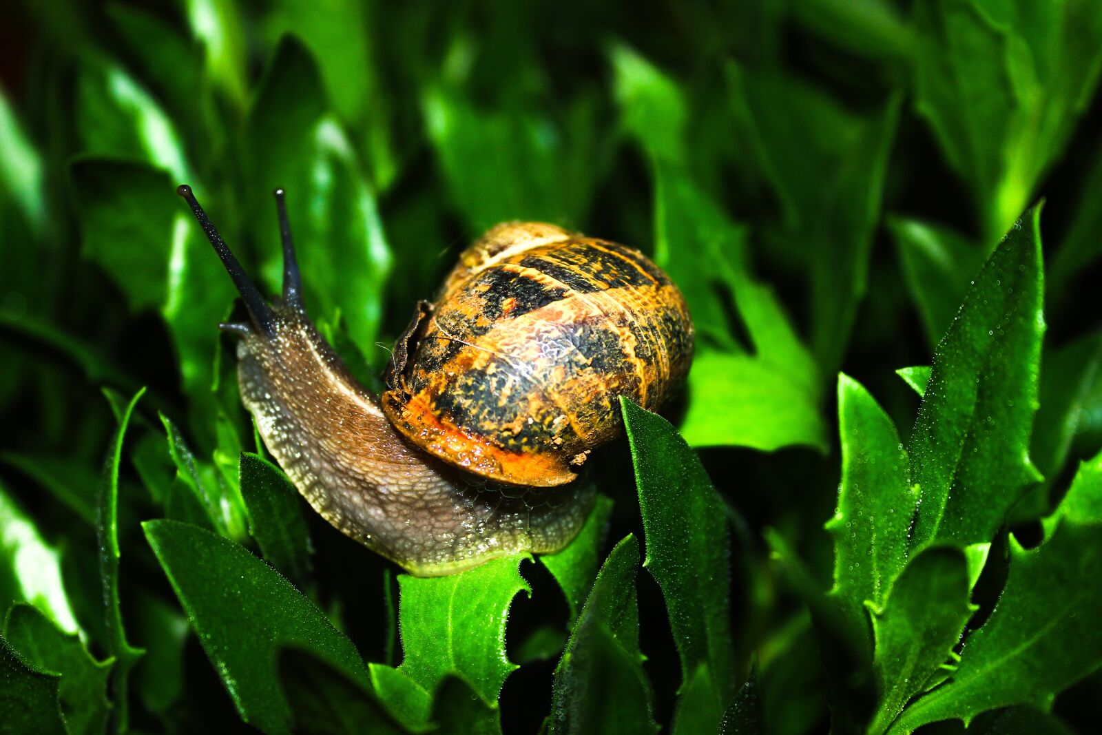 Canon EOS 600D (Rebel EOS T3i / EOS Kiss X5) sample photo. Snail, animal, nature photography