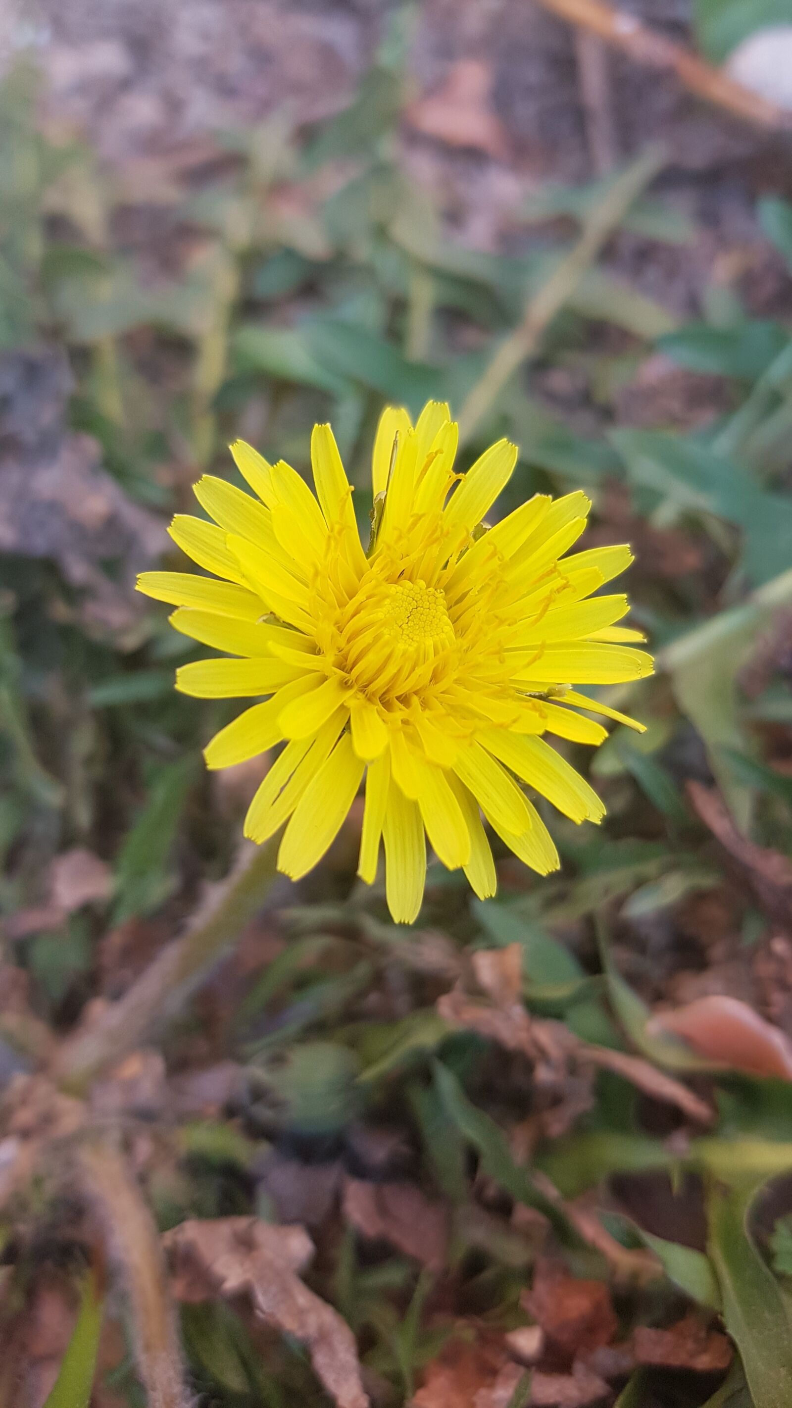 Samsung Galaxy S7 Edge sample photo. Yellow flower, flower, summer photography