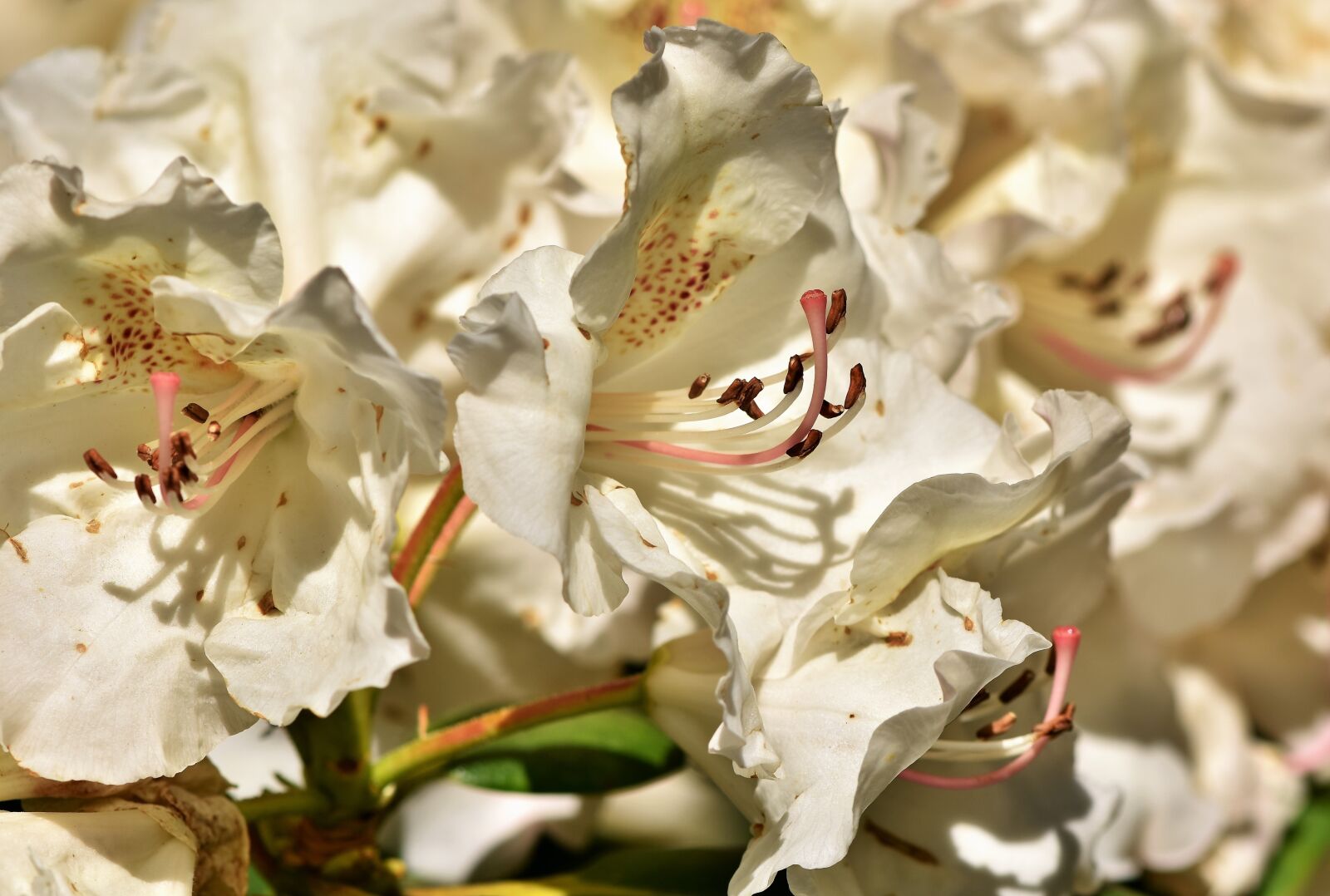 Nikon D7200 sample photo. Rhododendron, rhododendron buds, rhododendron photography