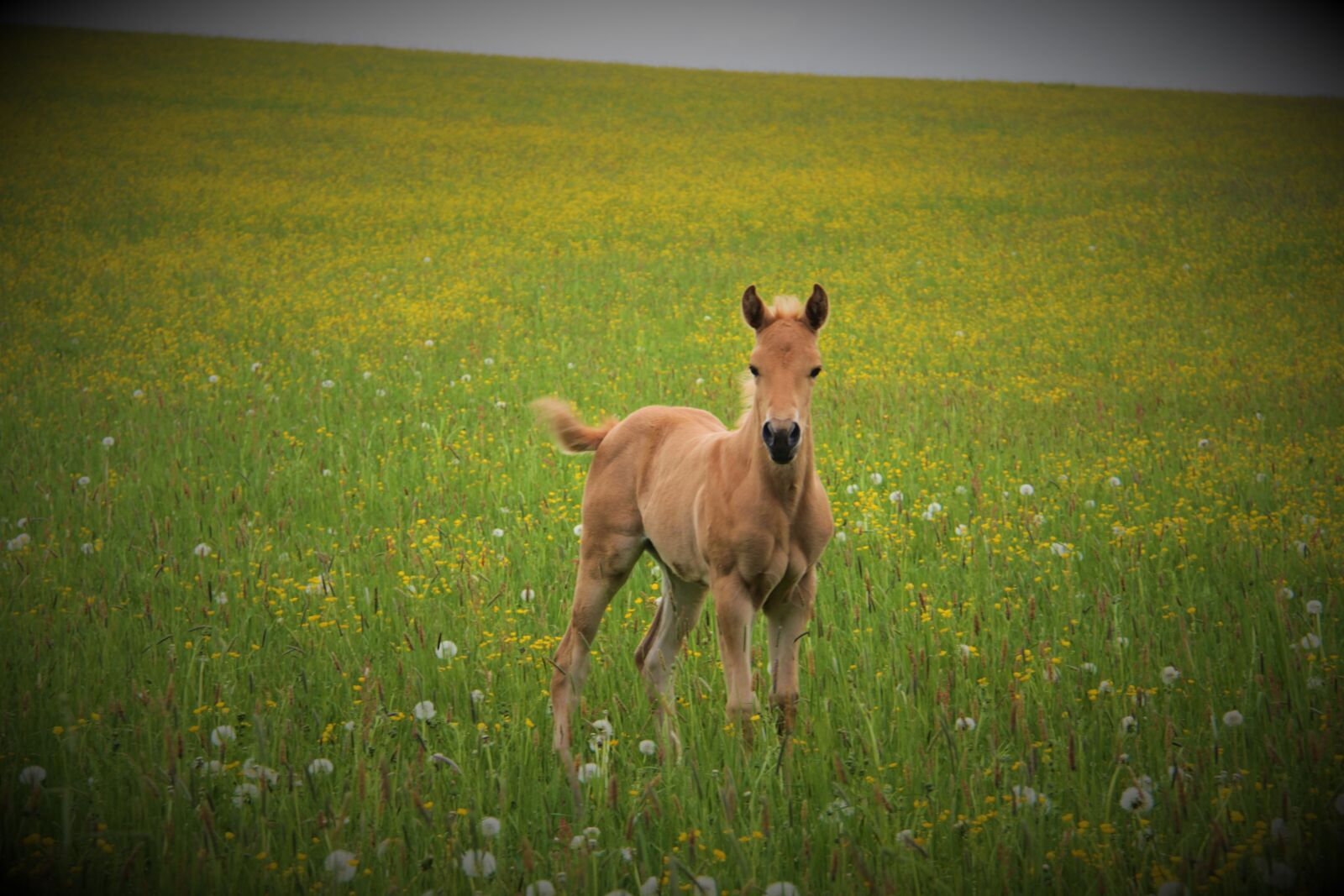 Canon EOS 600D (Rebel EOS T3i / EOS Kiss X5) + Canon EF-S 18-200mm F3.5-5.6 IS sample photo. Horse, foal, breeding photography