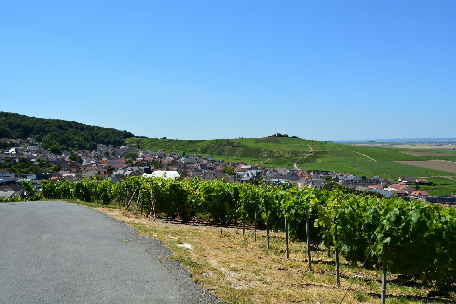 Nikon D5200 sample photo. Vines, reims, france photography