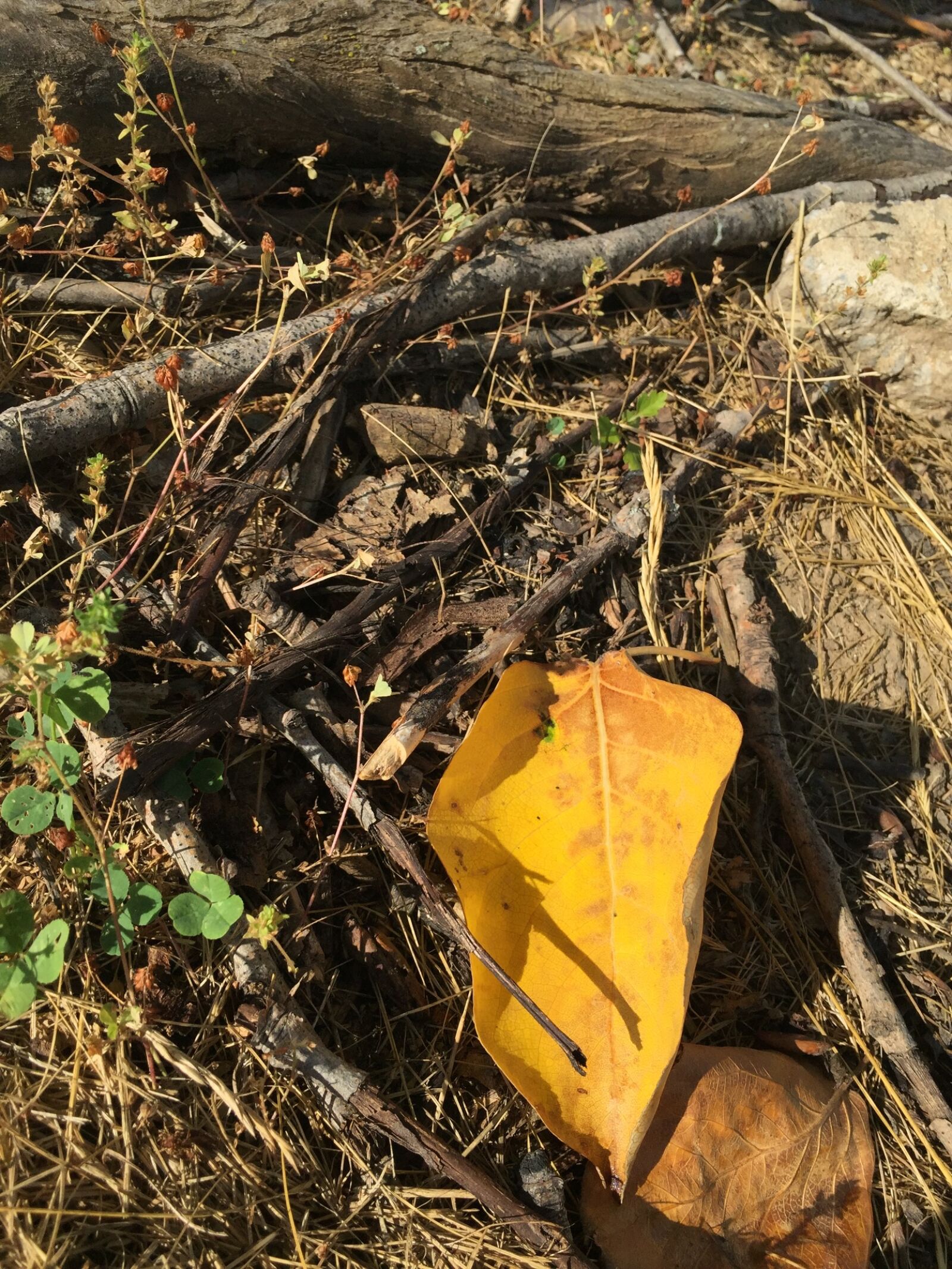 Apple iPhone 6 sample photo. Fall, ground, ground, fall photography