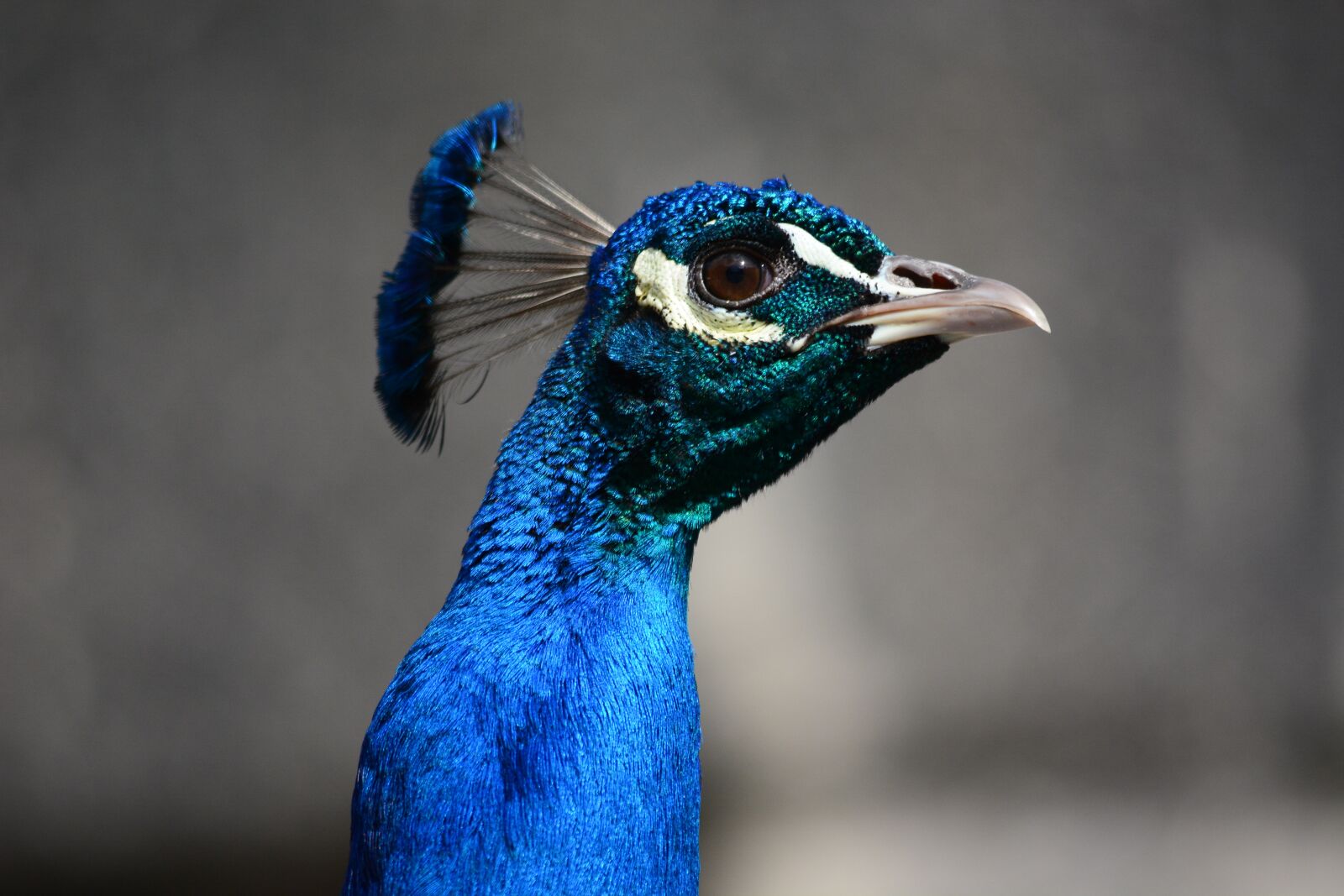 Nikon D7100 sample photo. Peacock, bird, head photography