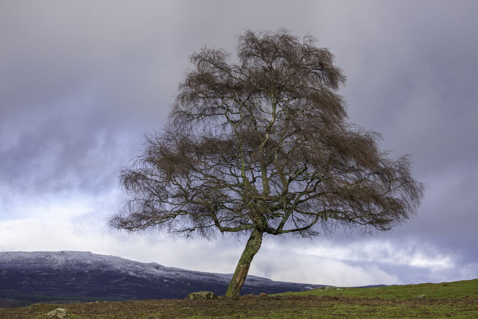 Canon EOS-1Ds Mark III sample photo. Landscape, tree, nature photography