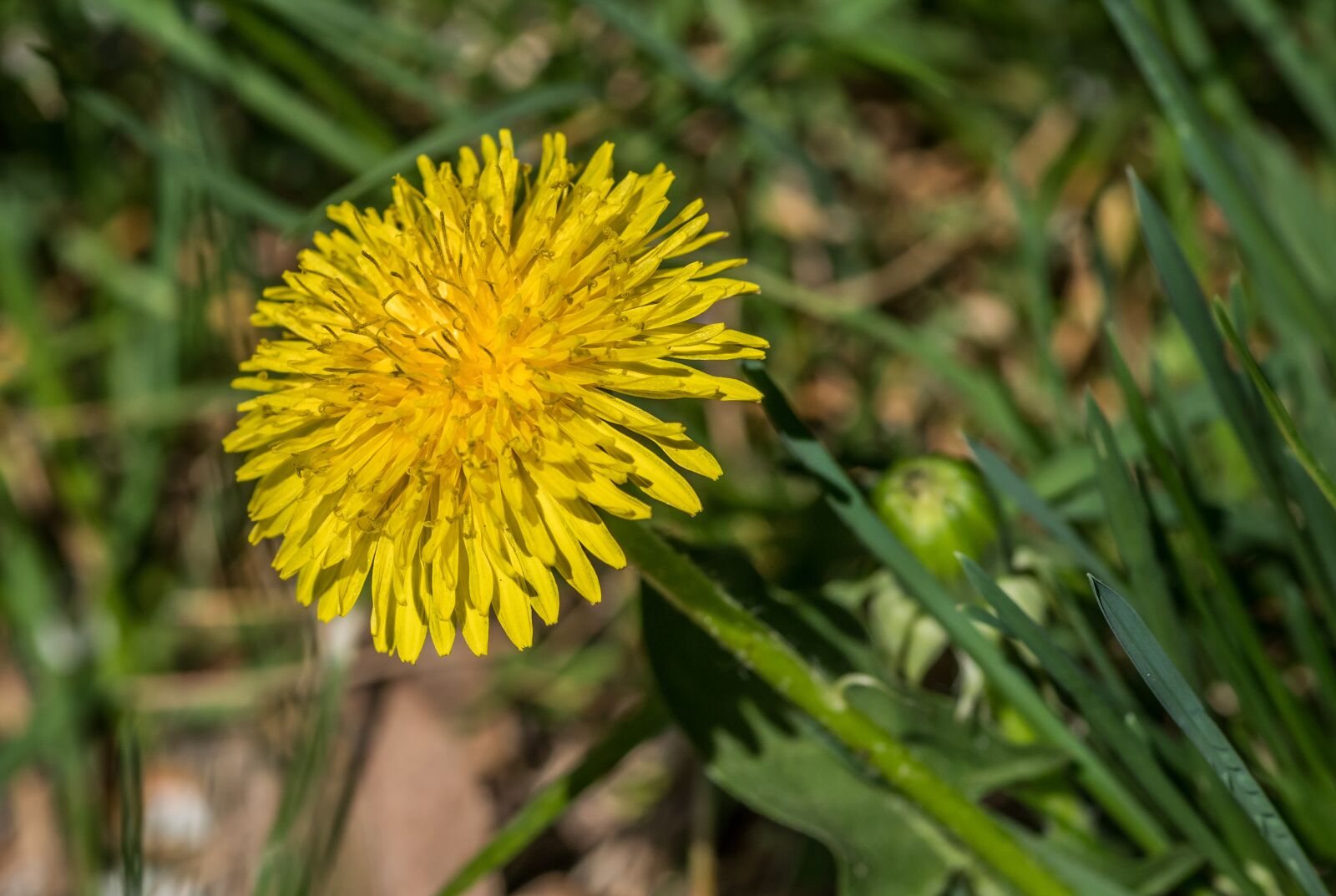 Pentax K-S2 sample photo. Dandelion, yellow flower, green photography
