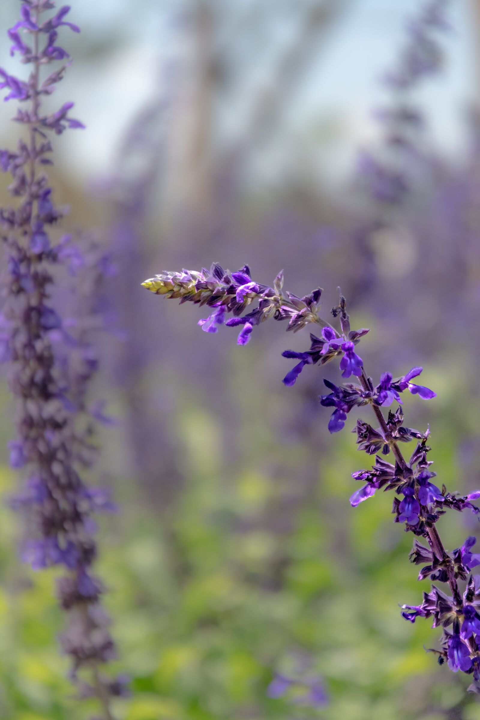 Nikon D500 sample photo. Lavender, flower, aromatherapy photography