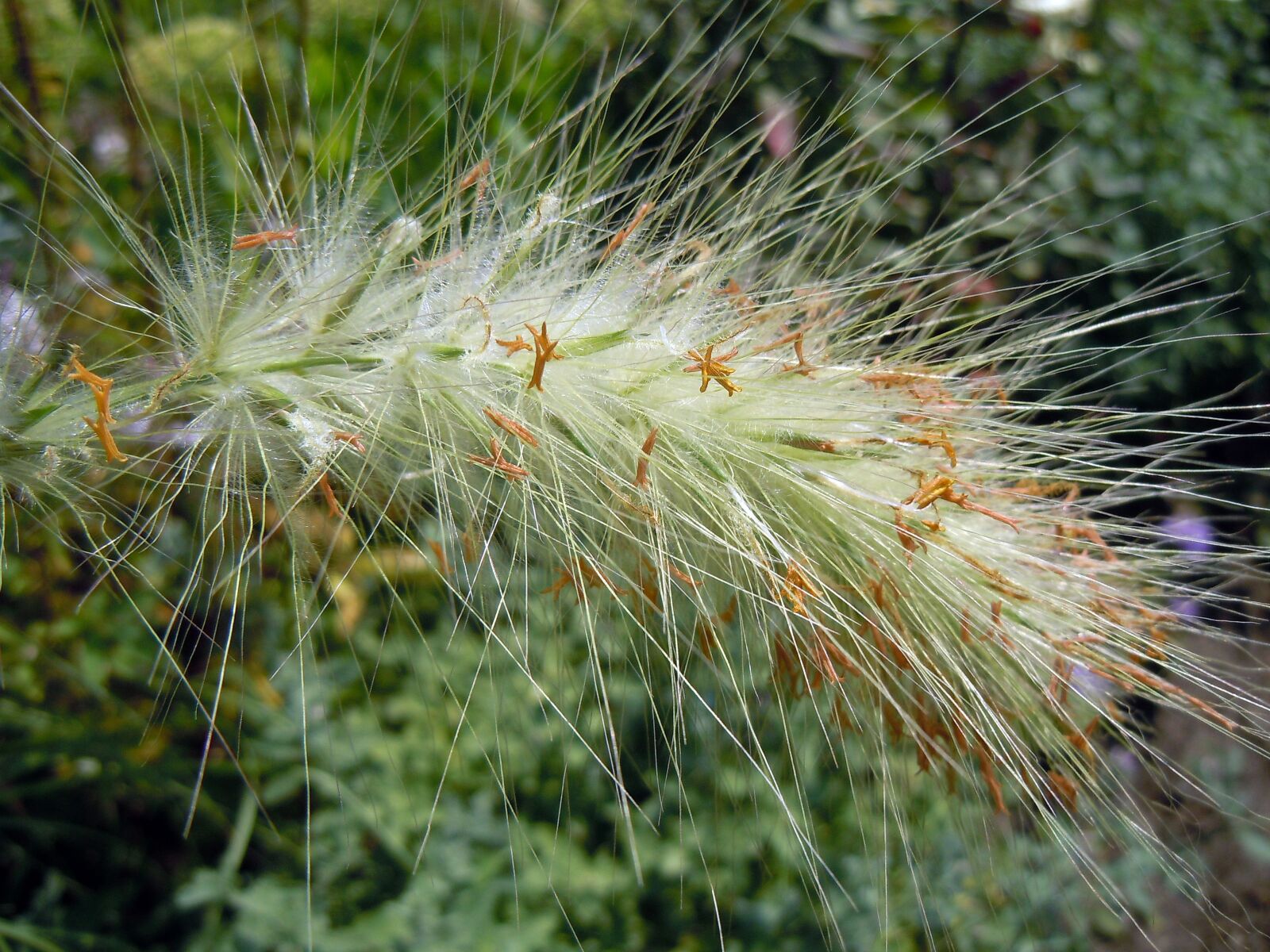 Nikon Coolpix S8000 sample photo. Grasses, plant, green photography