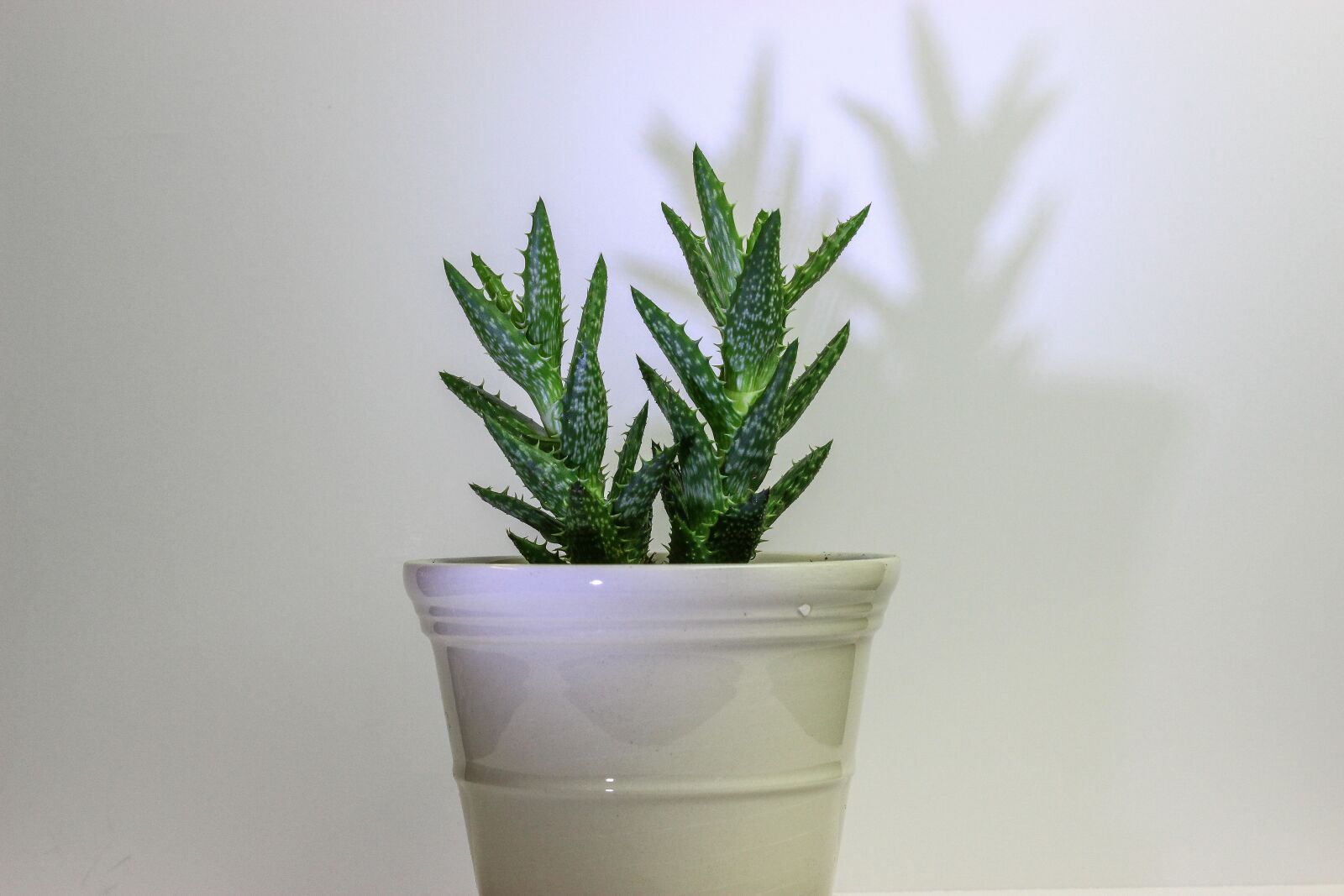 Canon EOS 600D (Rebel EOS T3i / EOS Kiss X5) sample photo. Cactus, shadow, nature photography