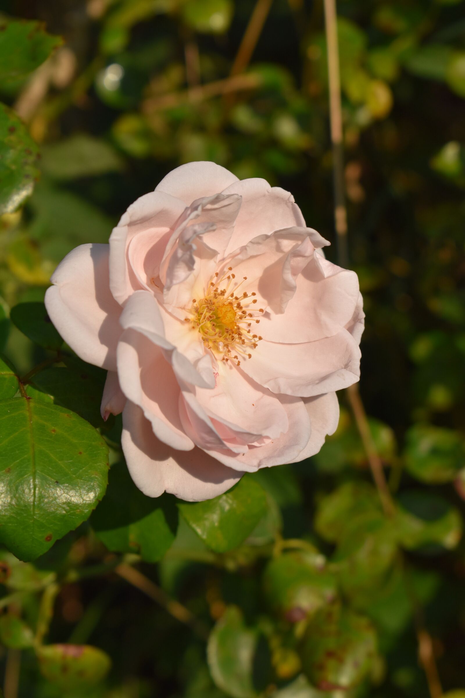 Nikon D3500 sample photo. Rose, bloom, plant photography