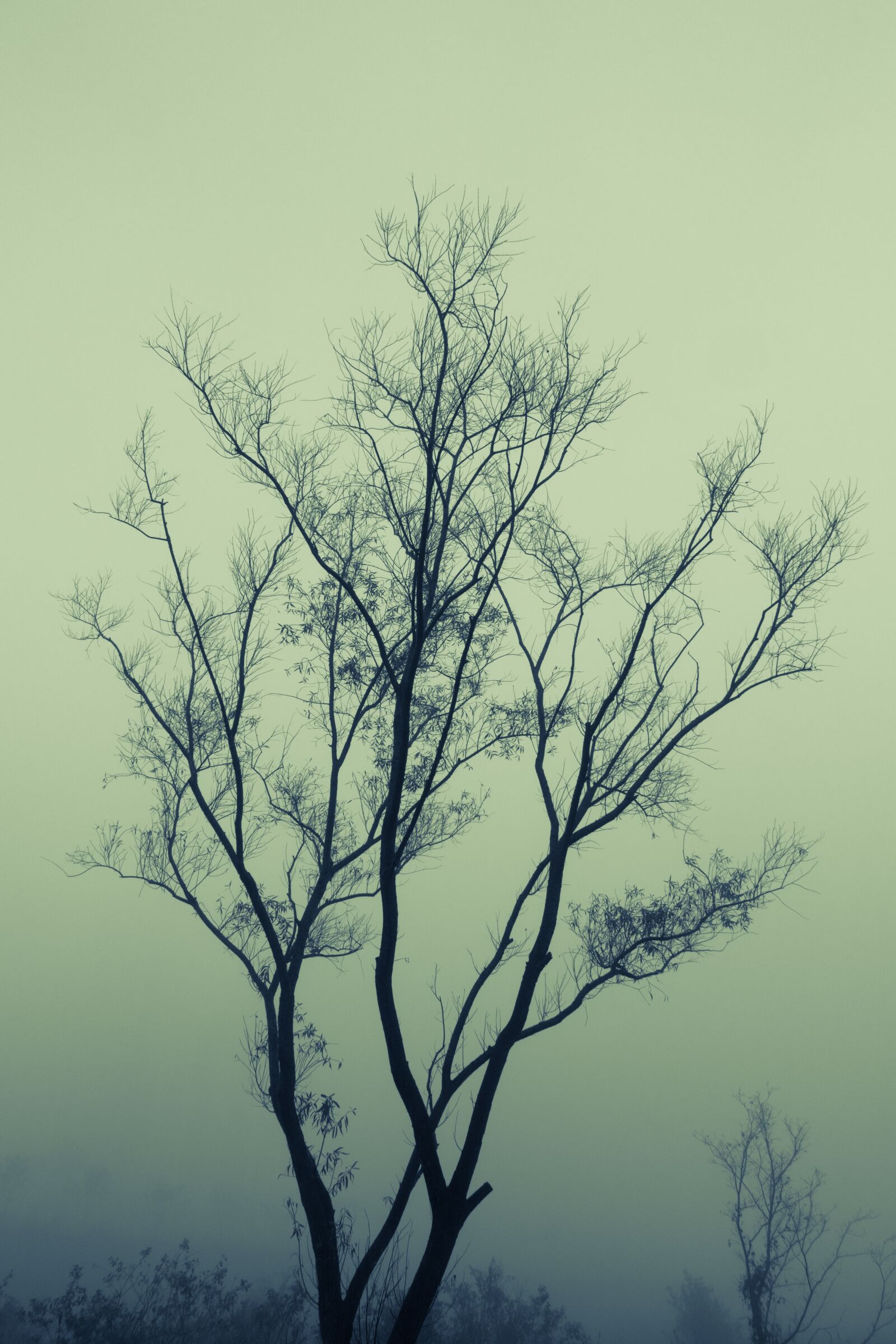 Sony Cyber-shot DSC-RX100 III sample photo. Branch, fog, mist photography